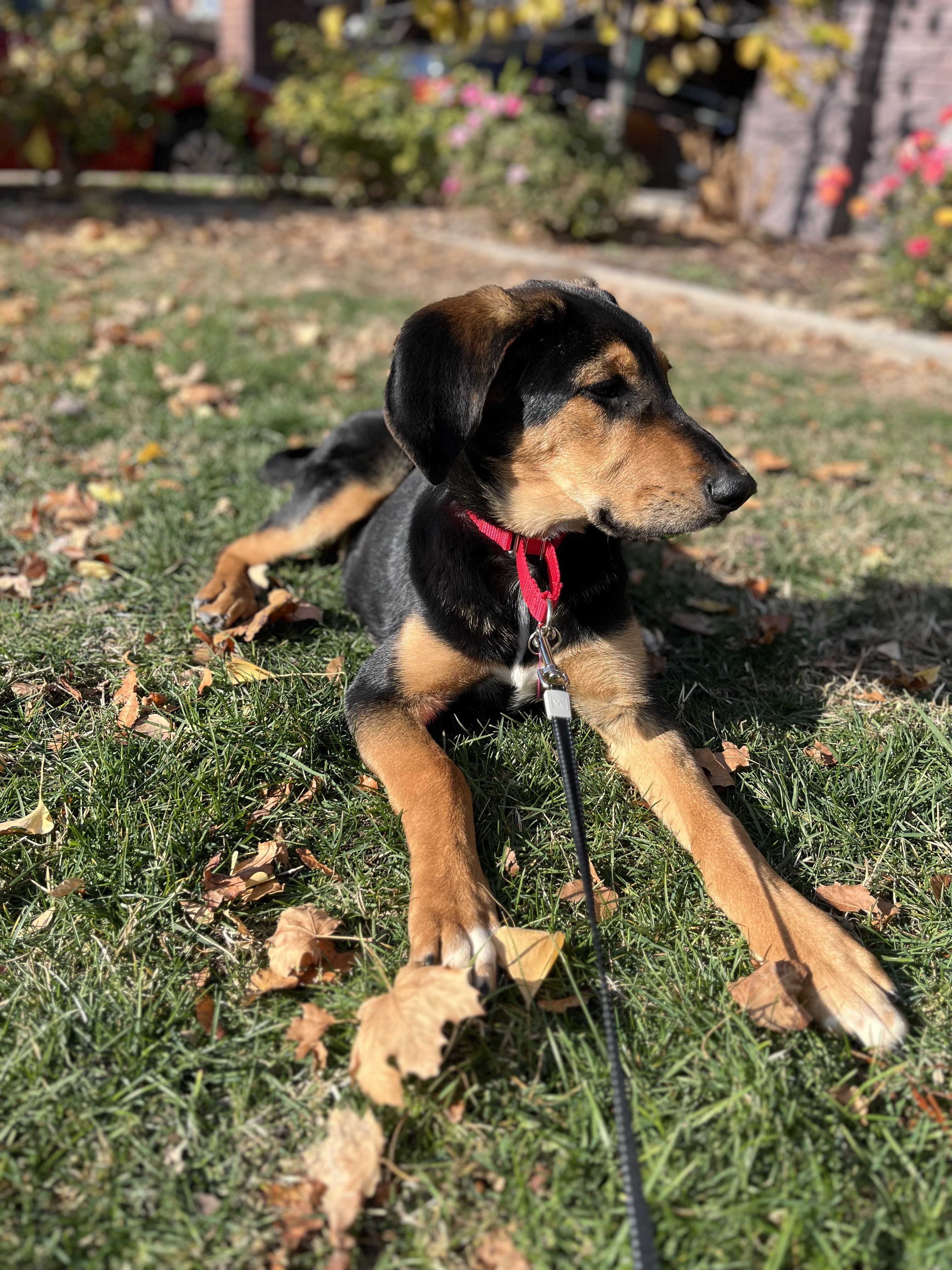 Picture of the Animal Listed