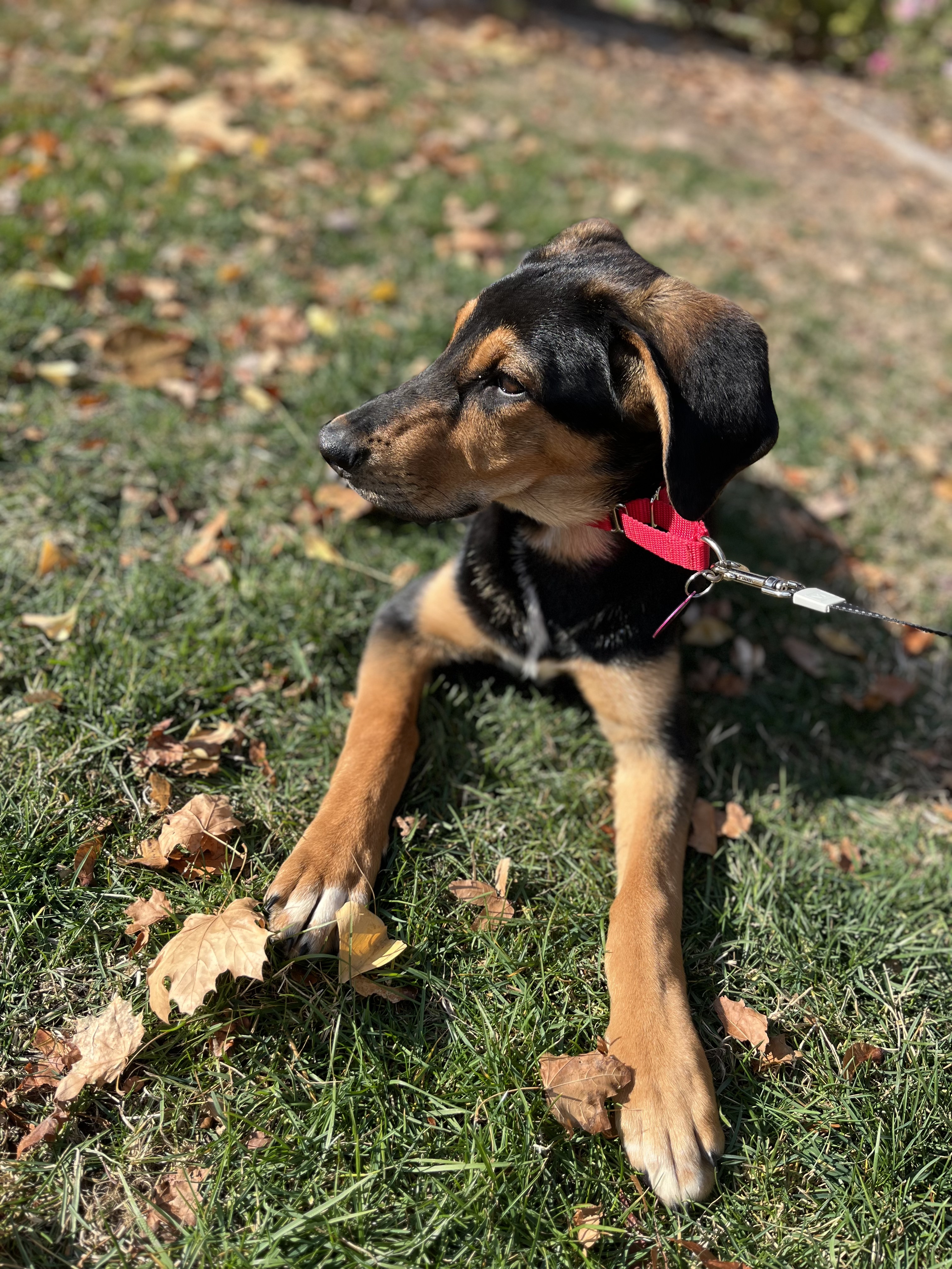 Picture of the Animal Listed