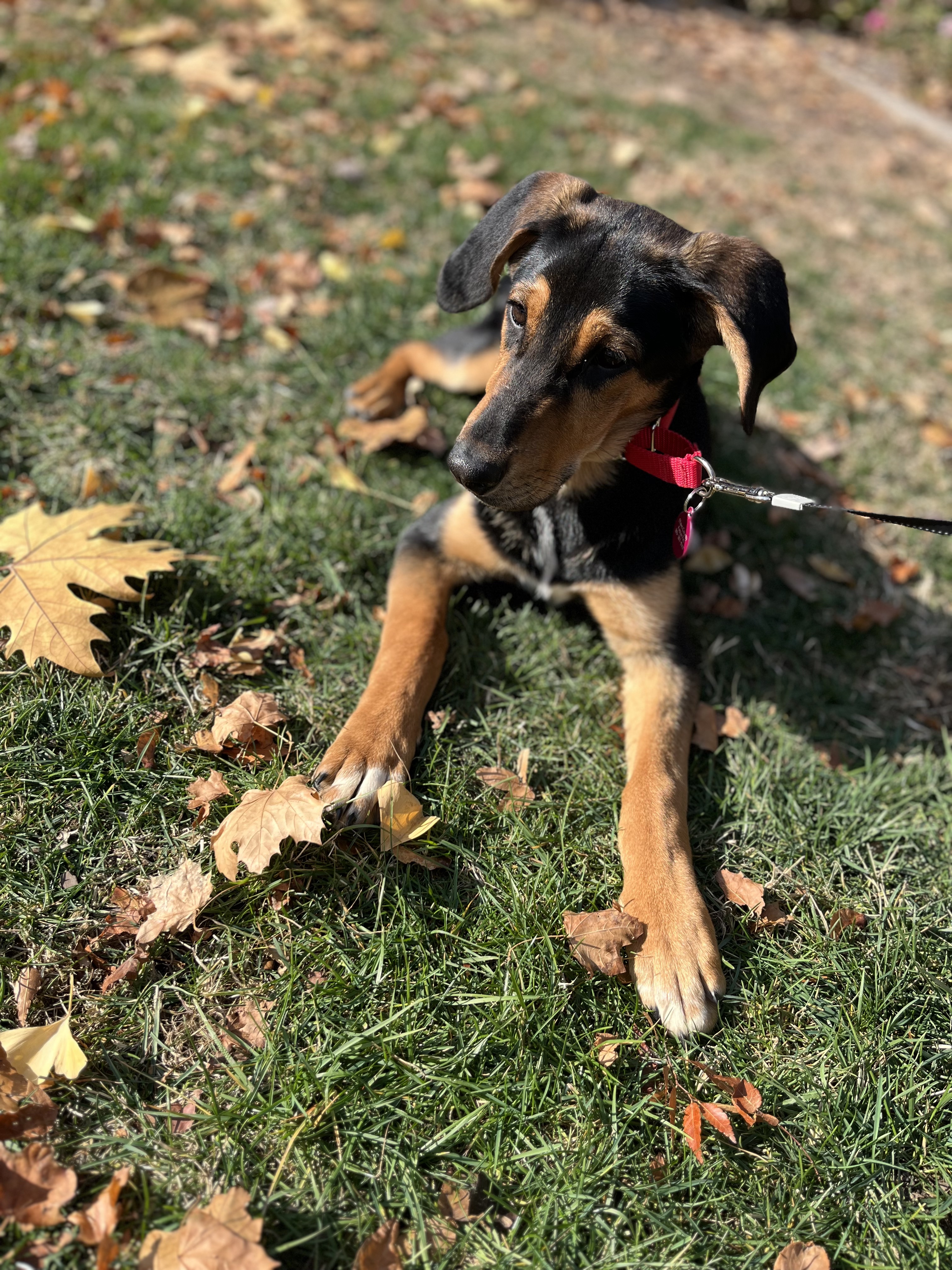 Picture of the Animal Listed