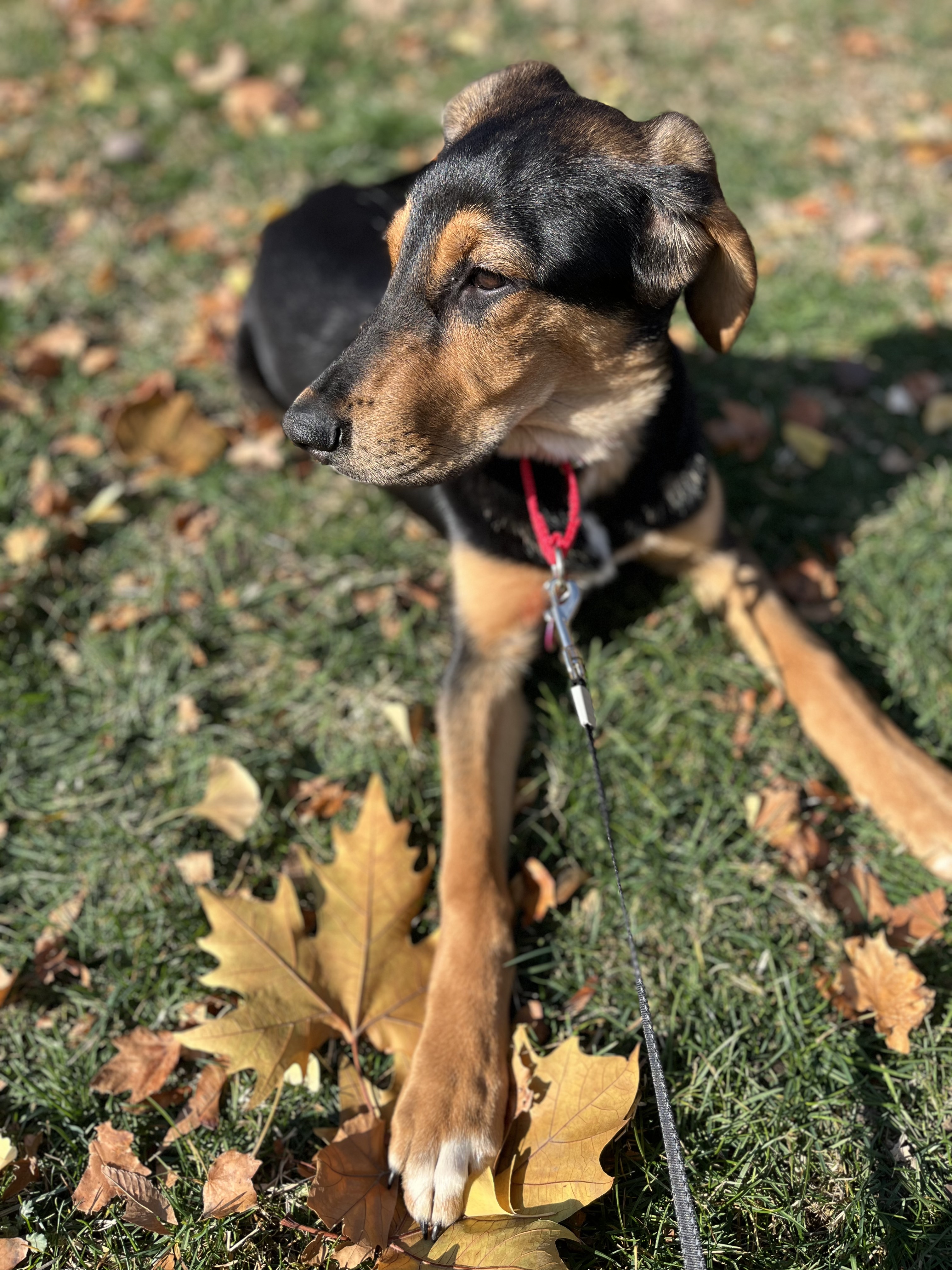 Picture of the Animal Listed