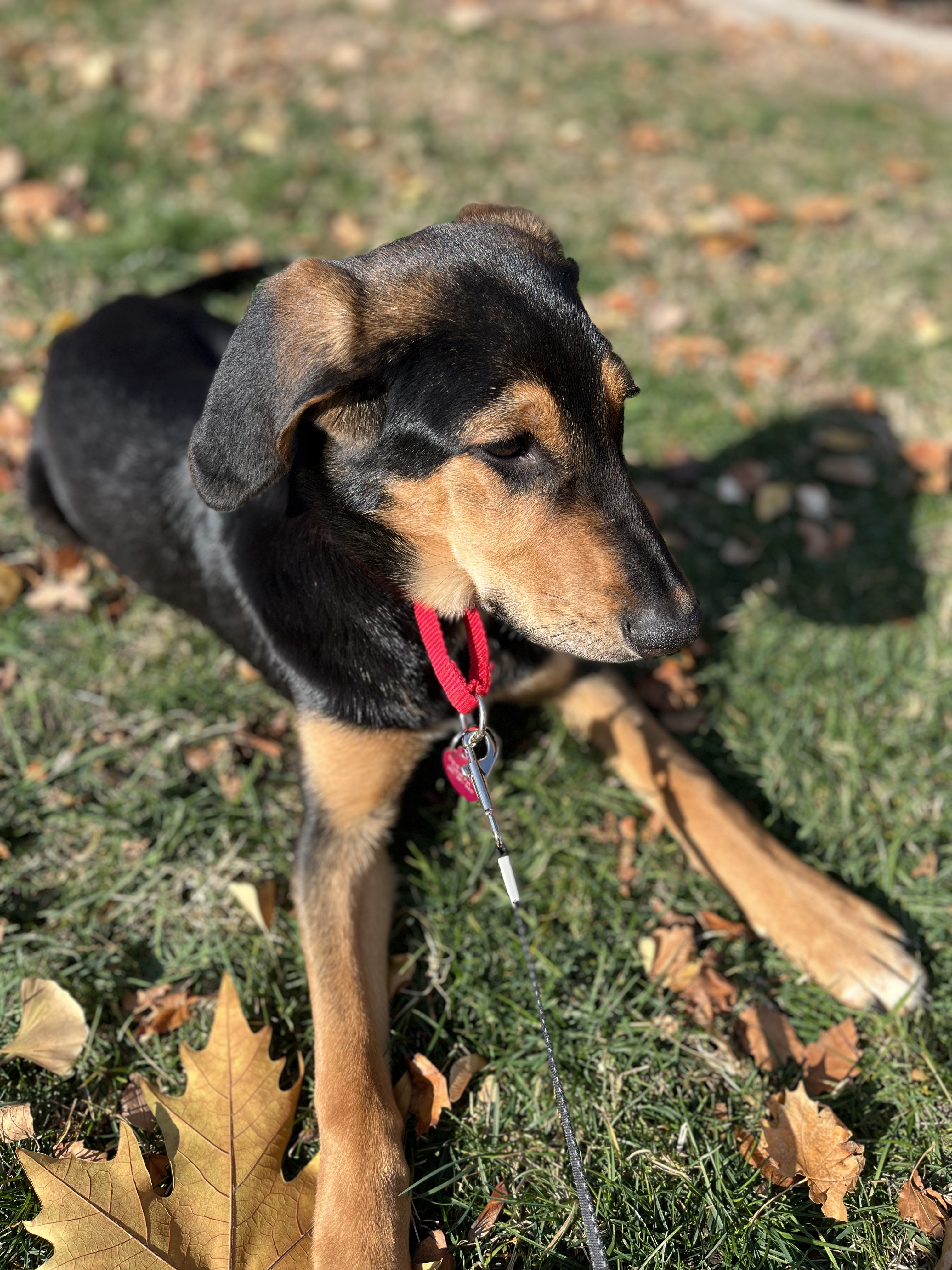 Picture of the Animal Listed