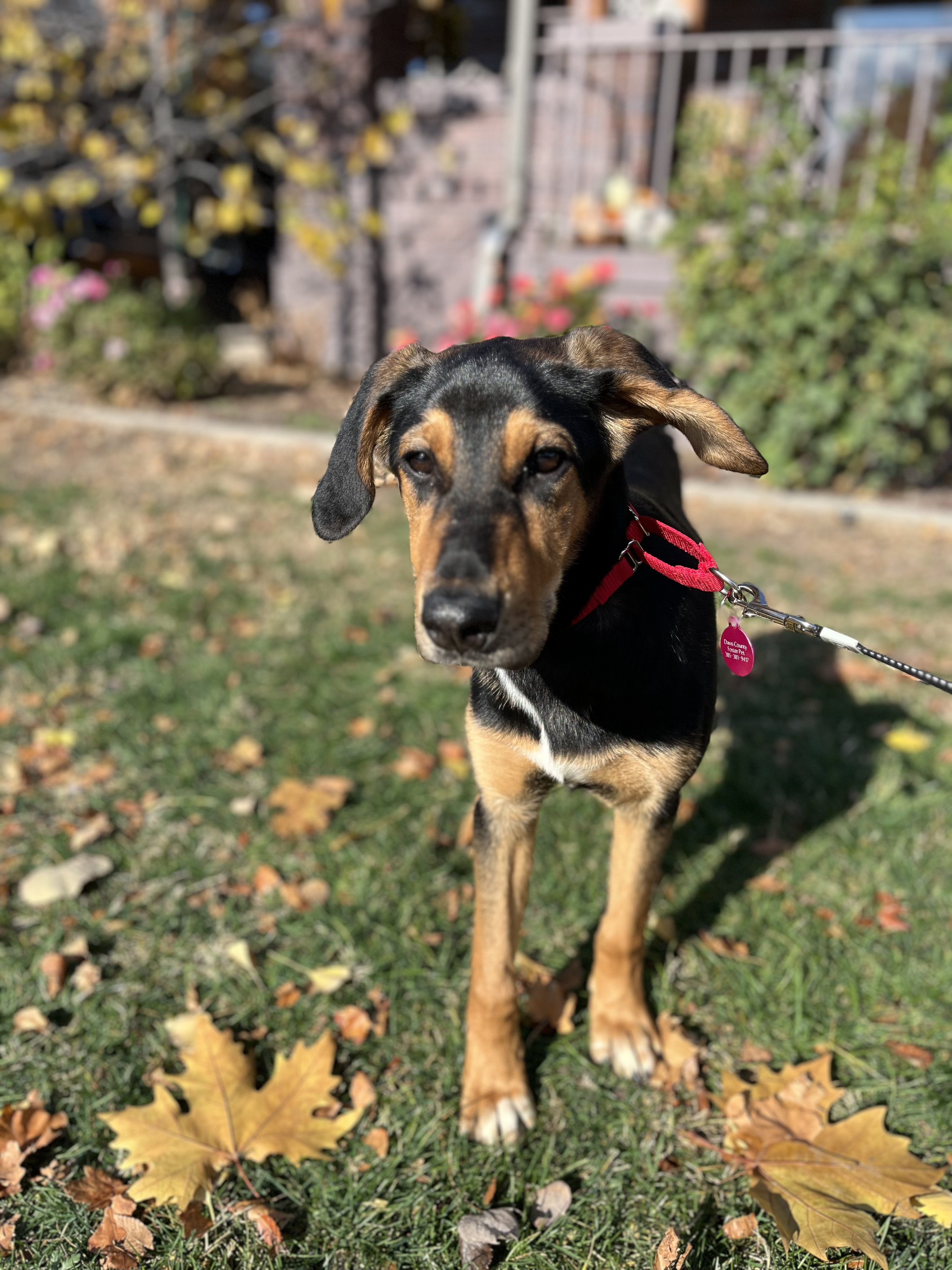 Picture of the Animal Listed