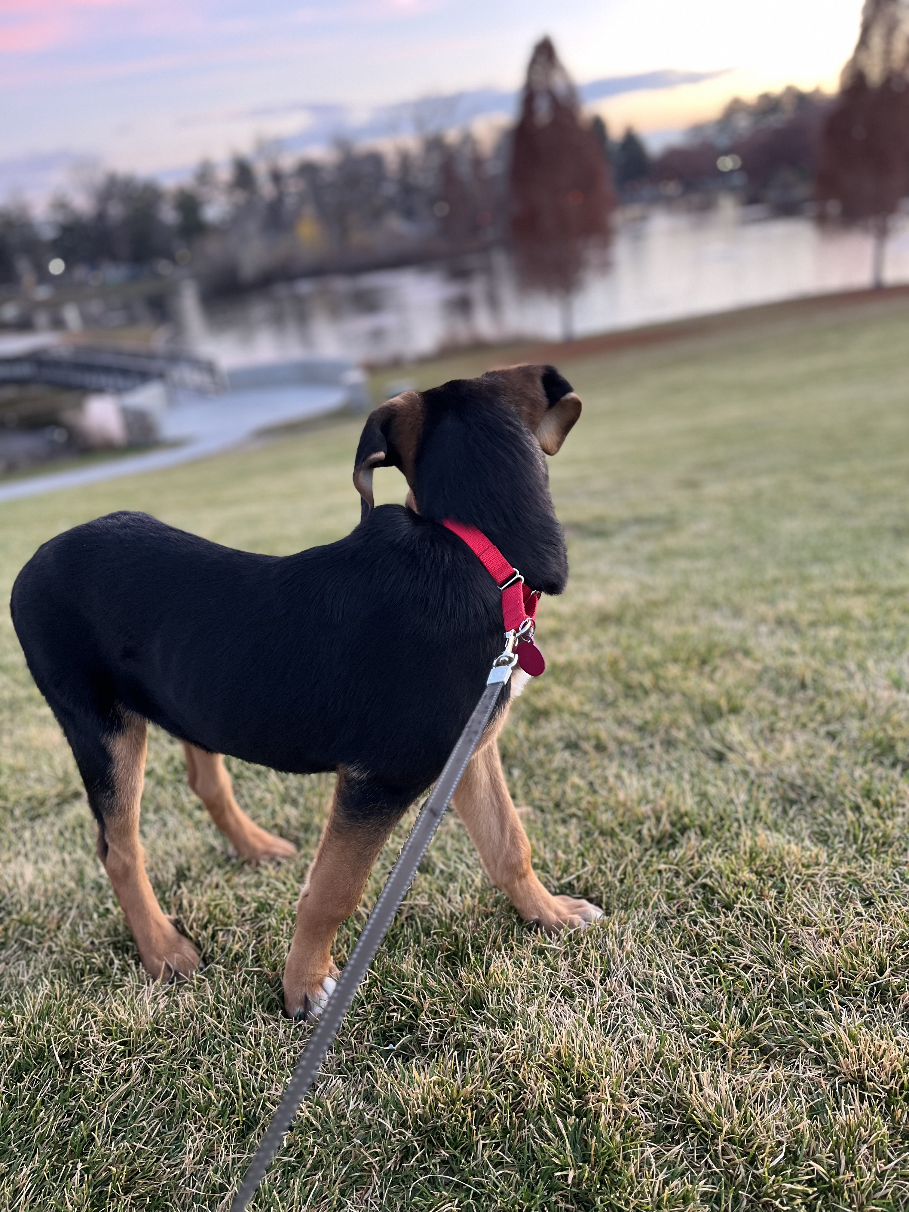 Picture of the Animal Listed