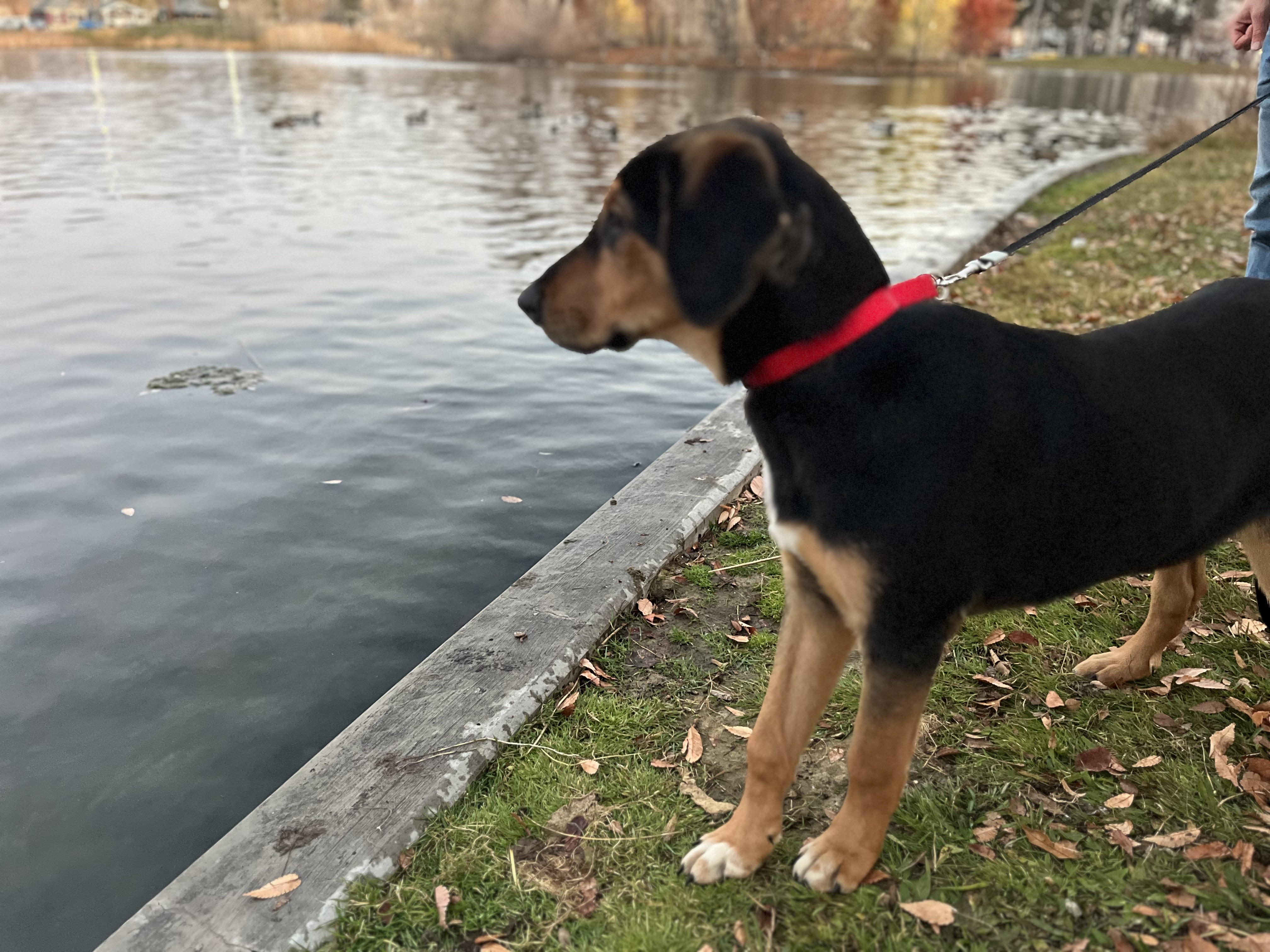 Picture of the Animal Listed