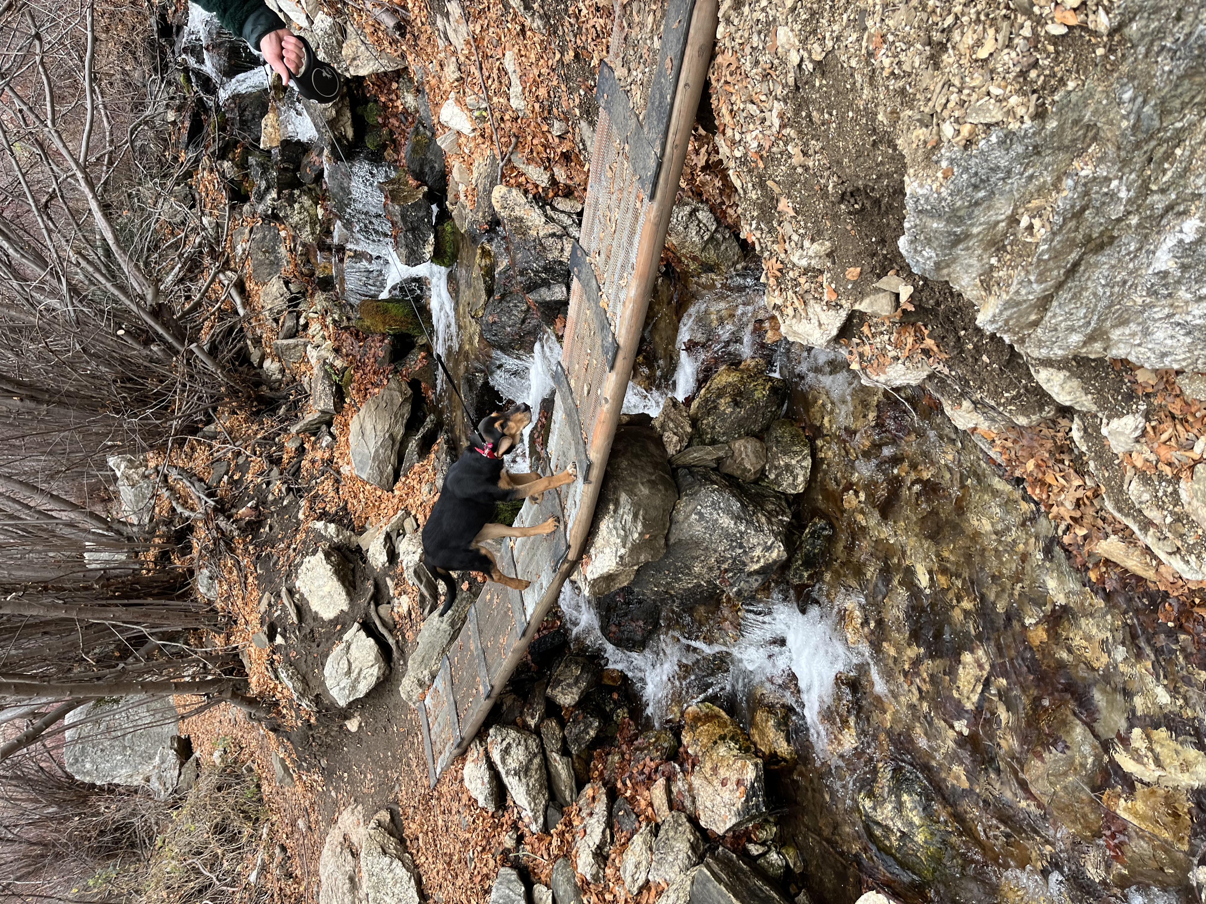 Picture of the Animal Listed