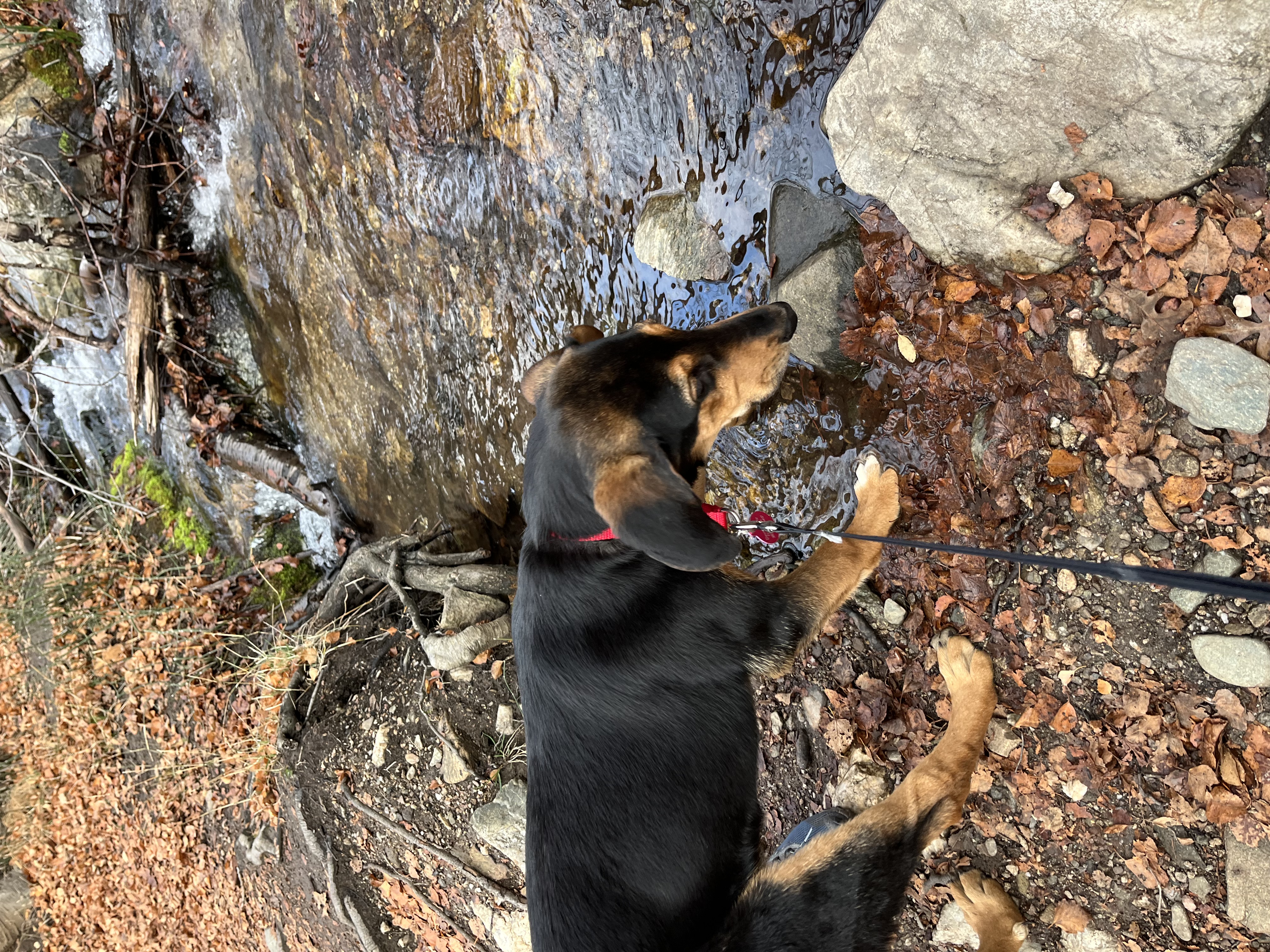 Picture of the Animal Listed