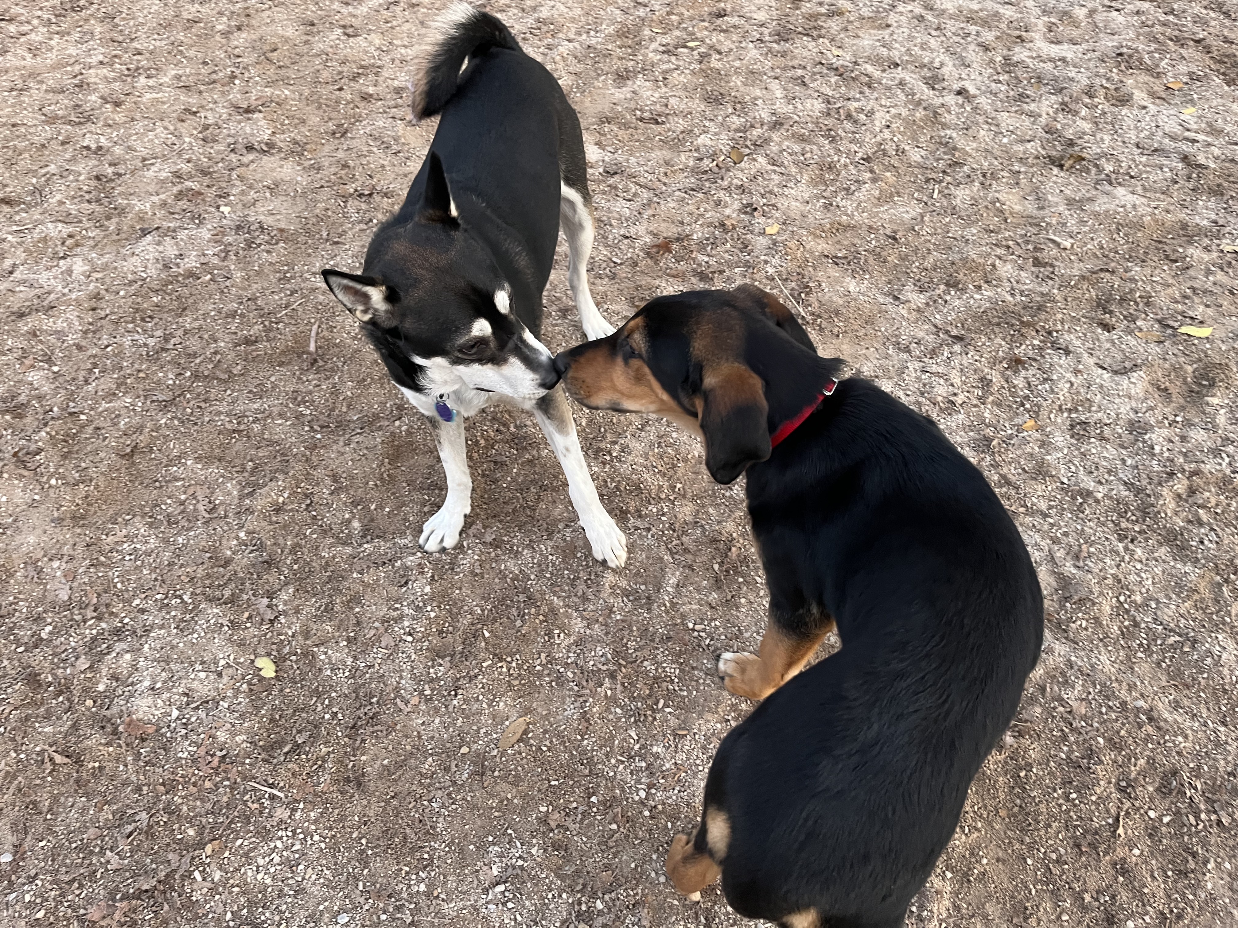 Picture of the Animal Listed