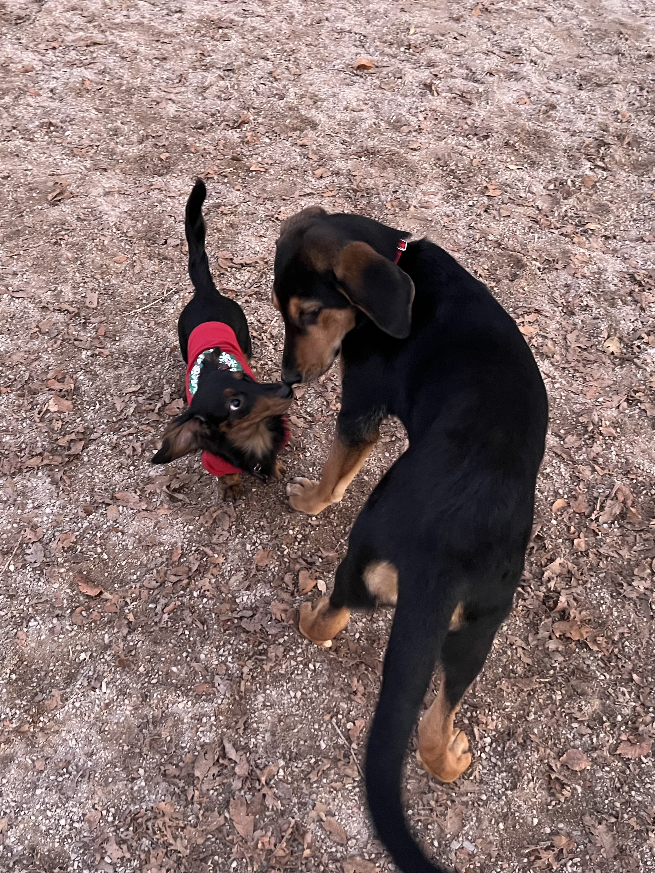 Picture of the Animal Listed