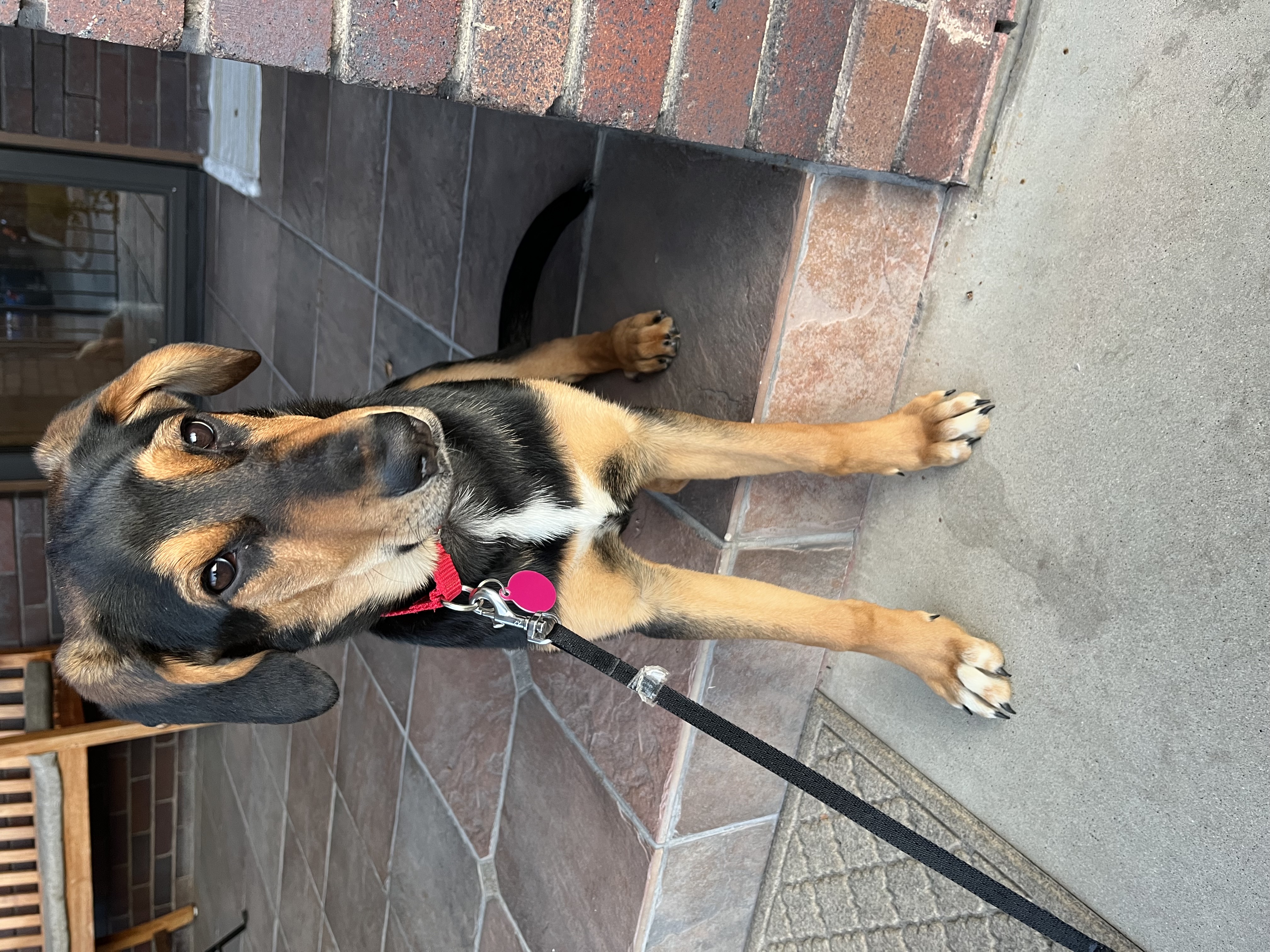 Picture of the Animal Listed