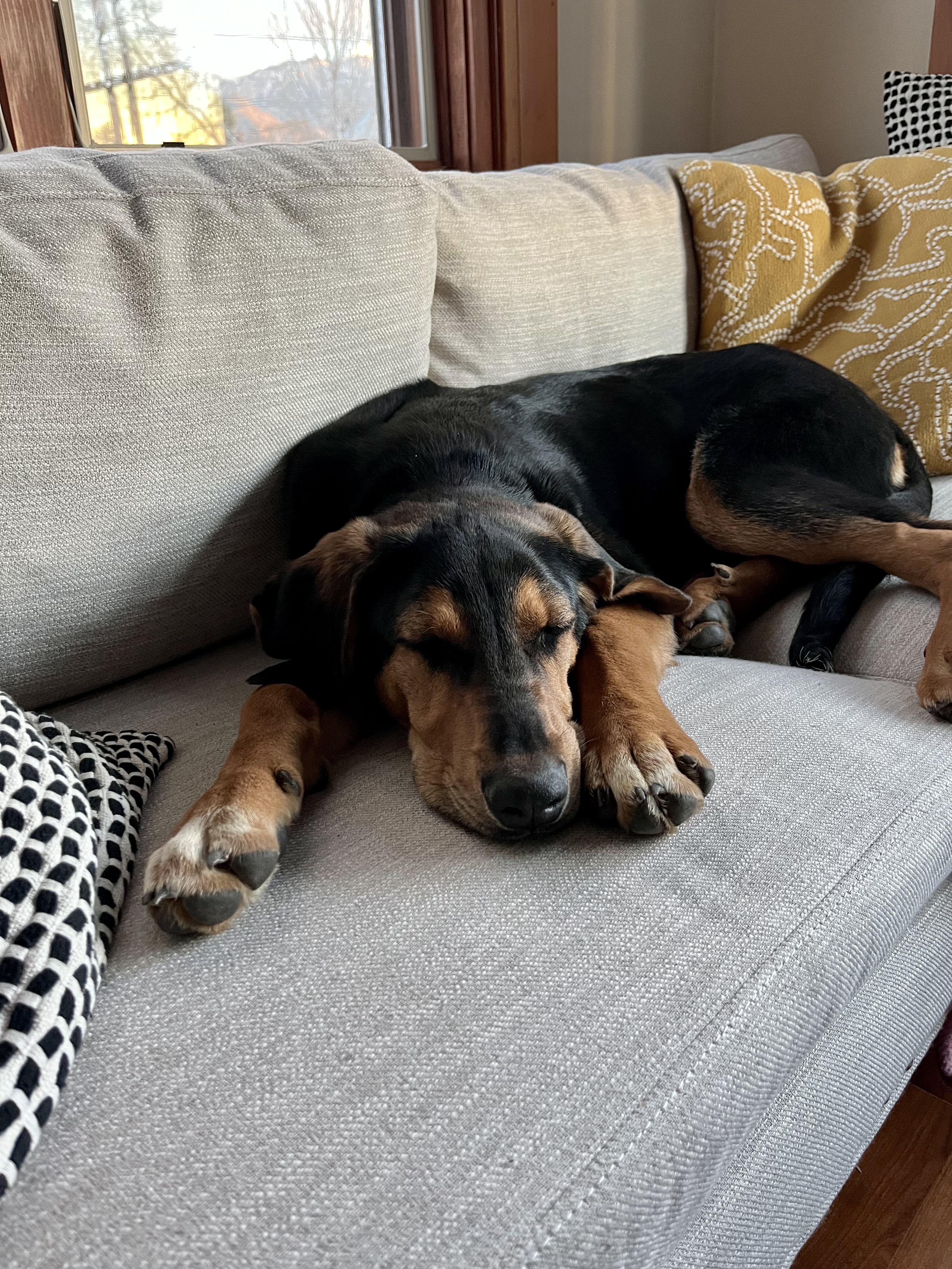 Picture of the Animal Listed