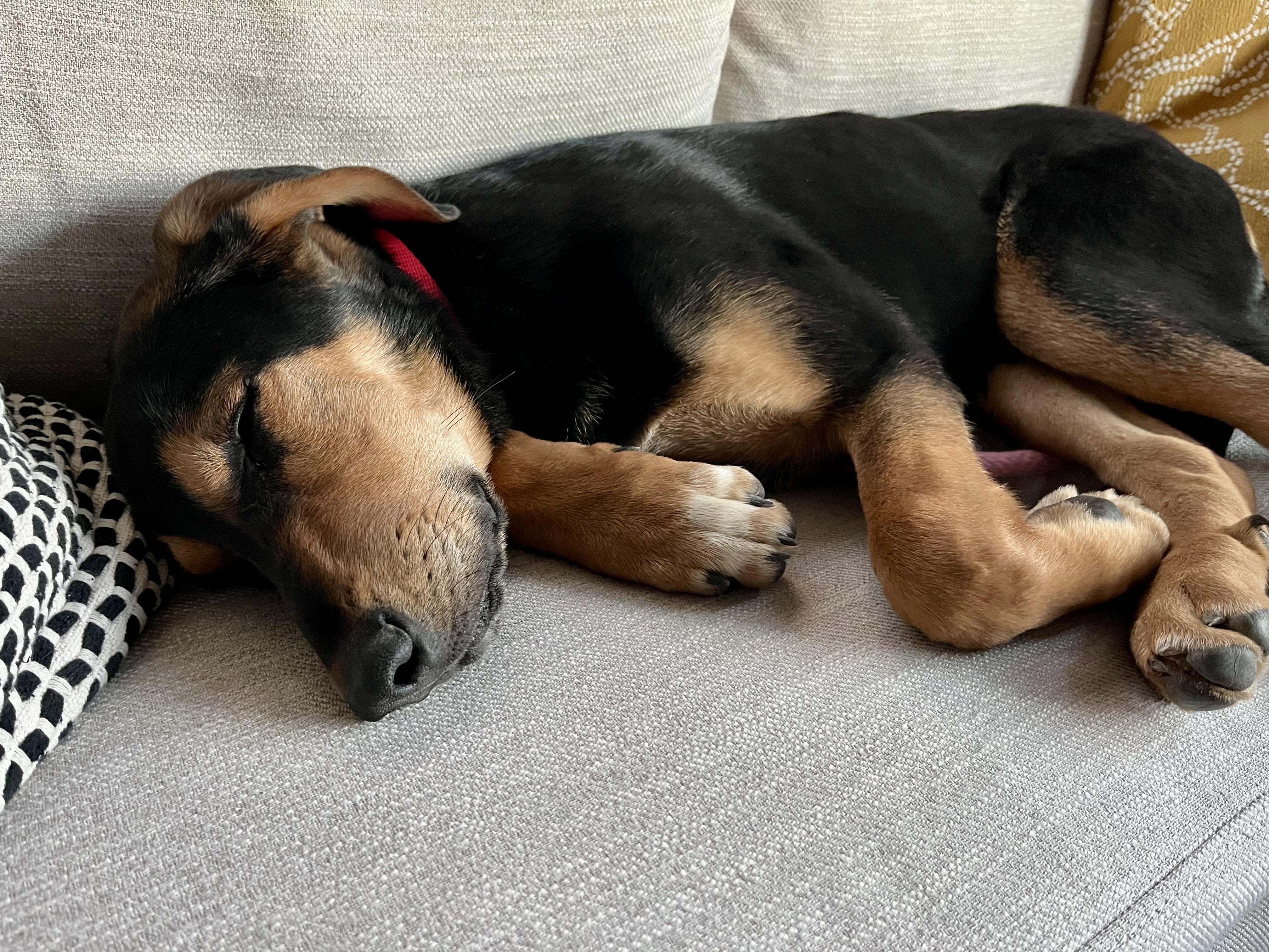 Picture of the Animal Listed