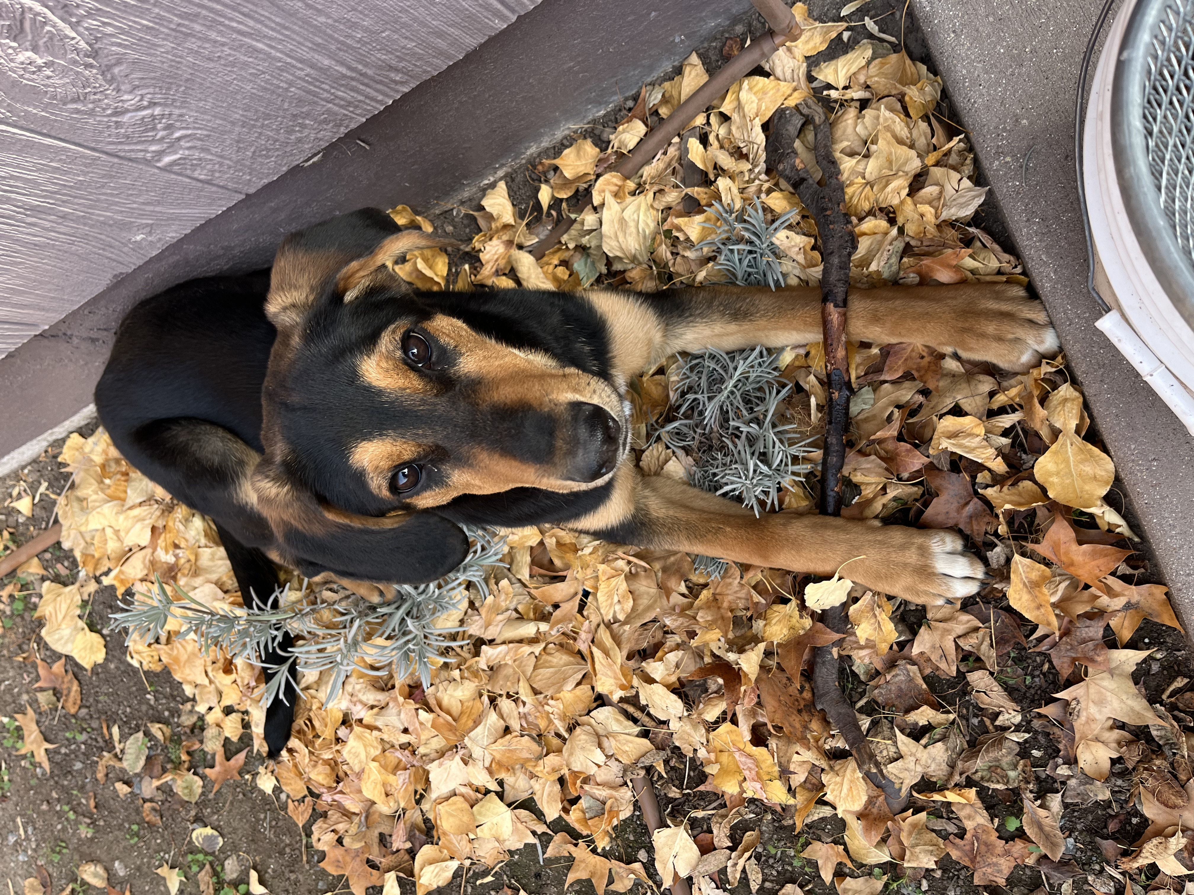 Picture of the Animal Listed