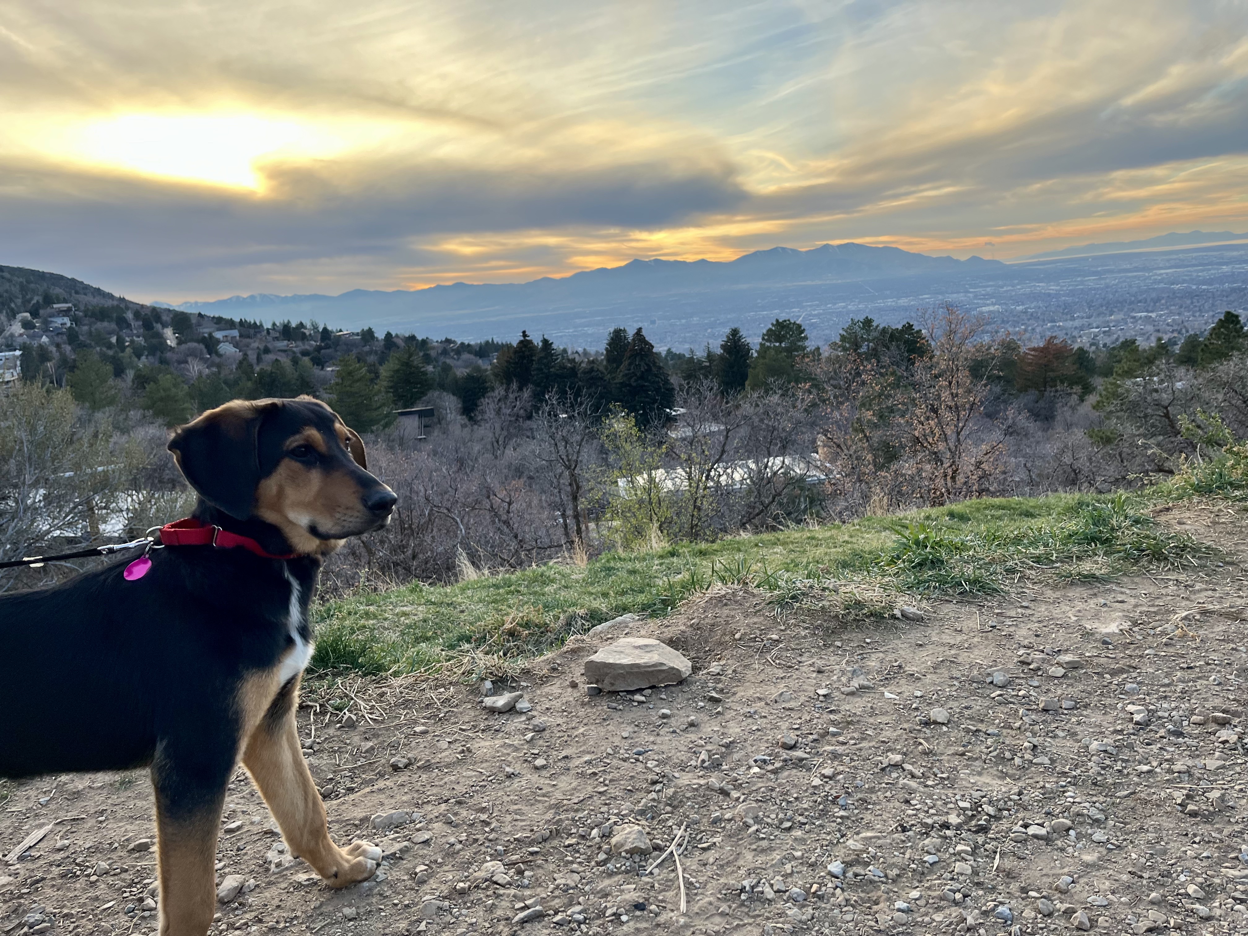 Picture of the Animal Listed