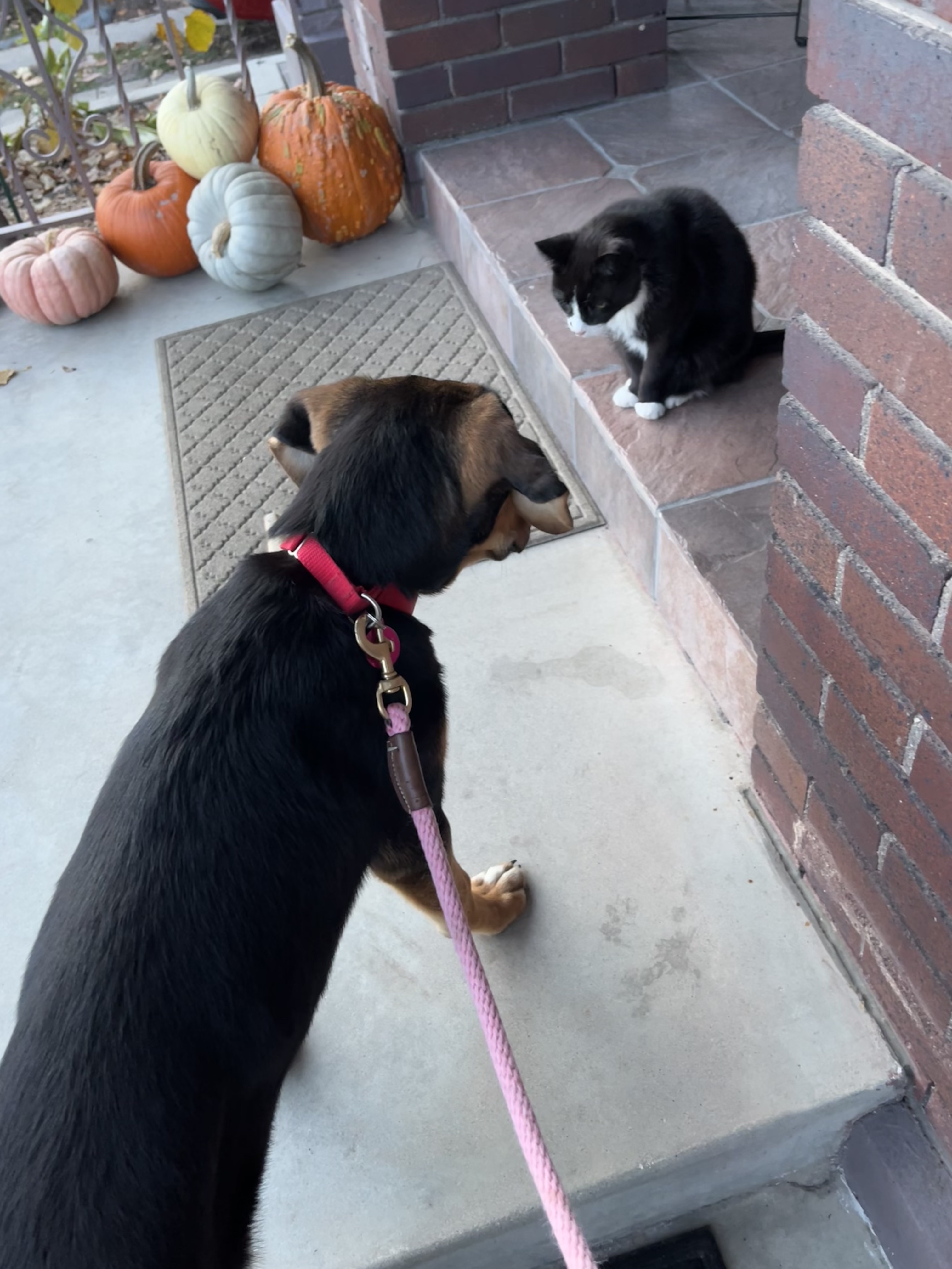 Picture of the Animal Listed