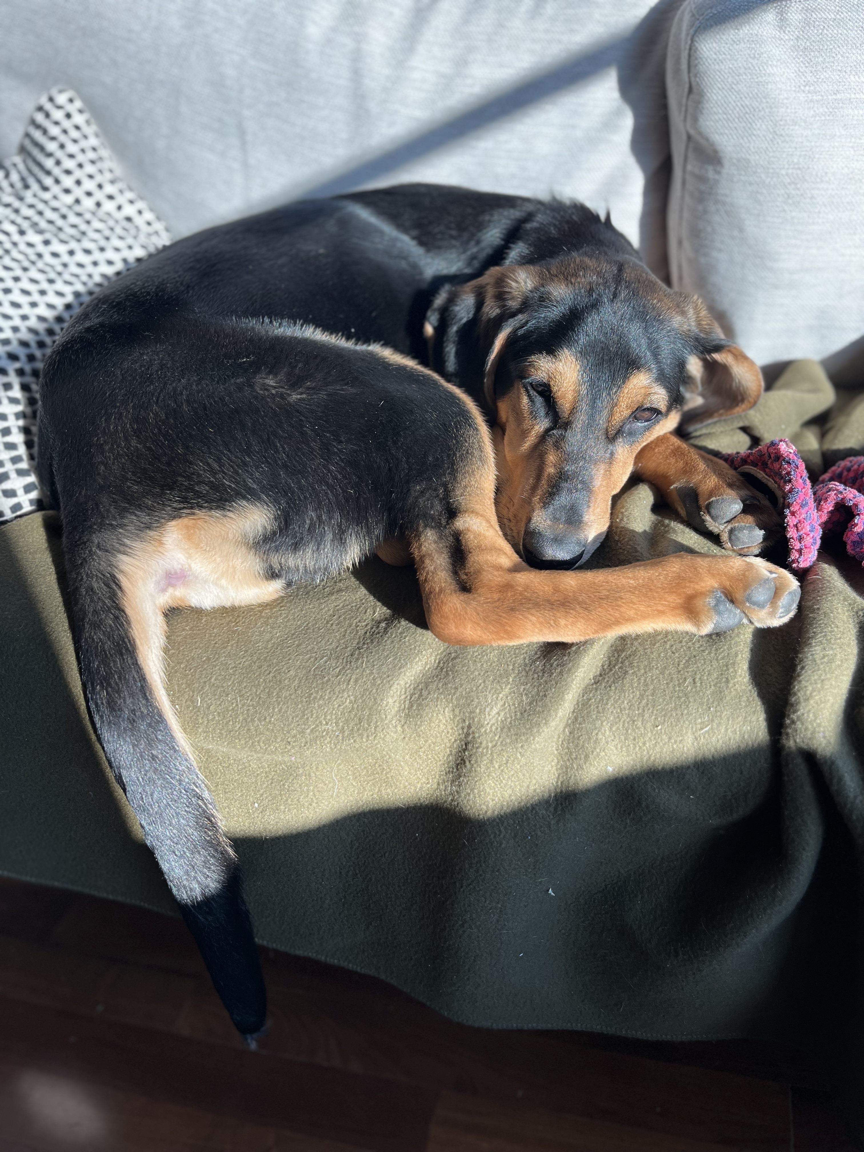 Picture of the Animal Listed