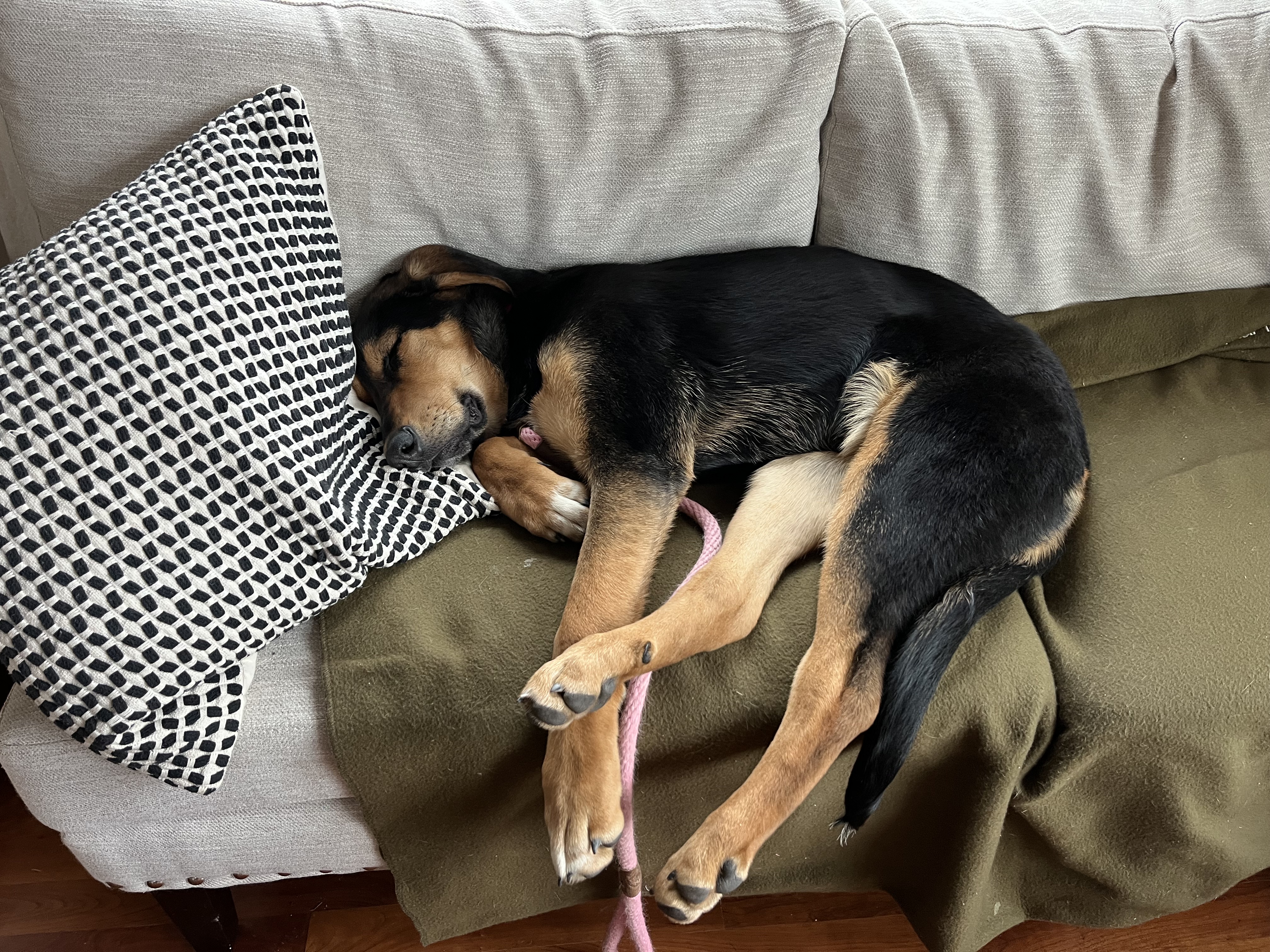 Picture of the Animal Listed