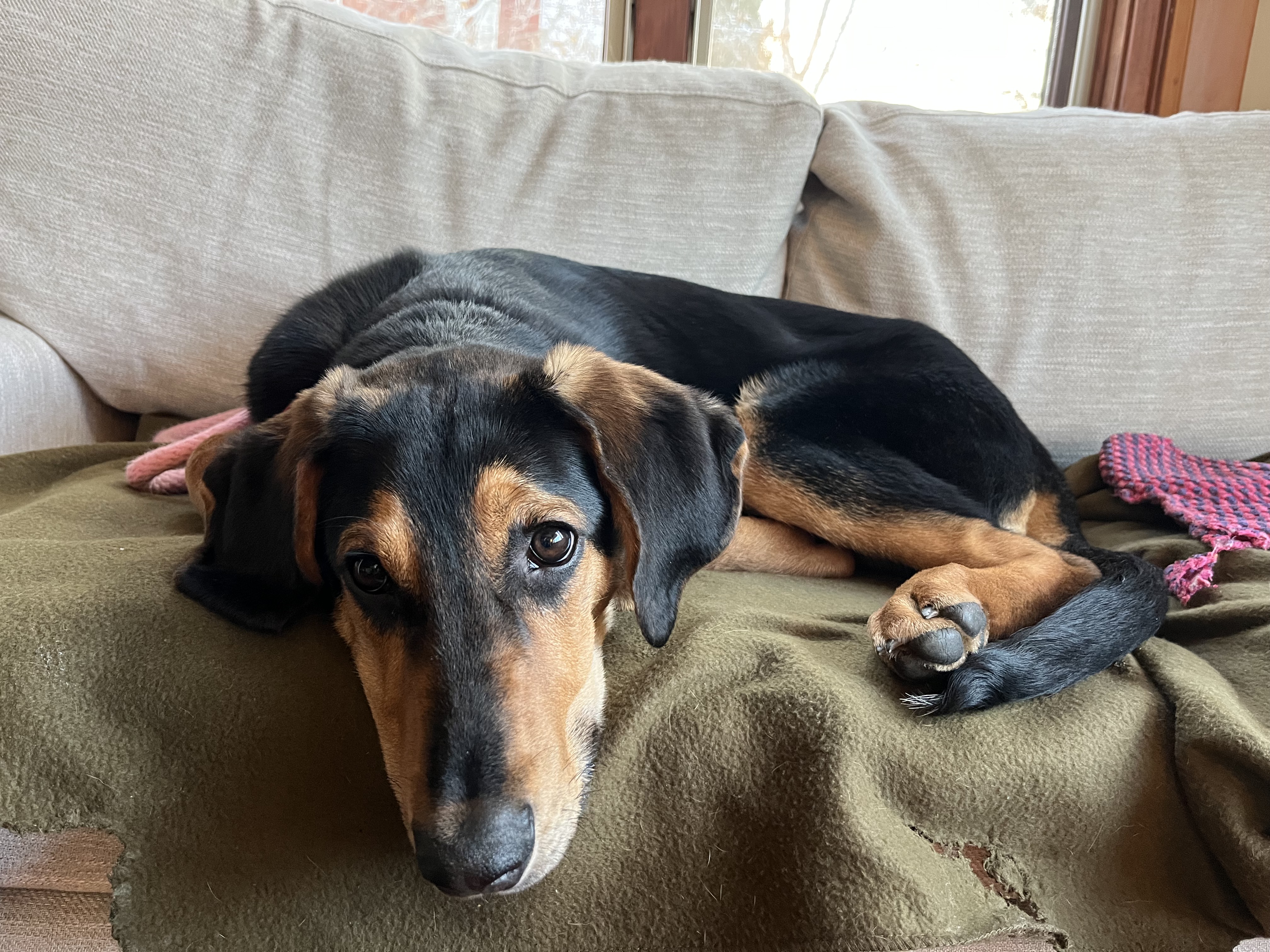 Picture of the Animal Listed