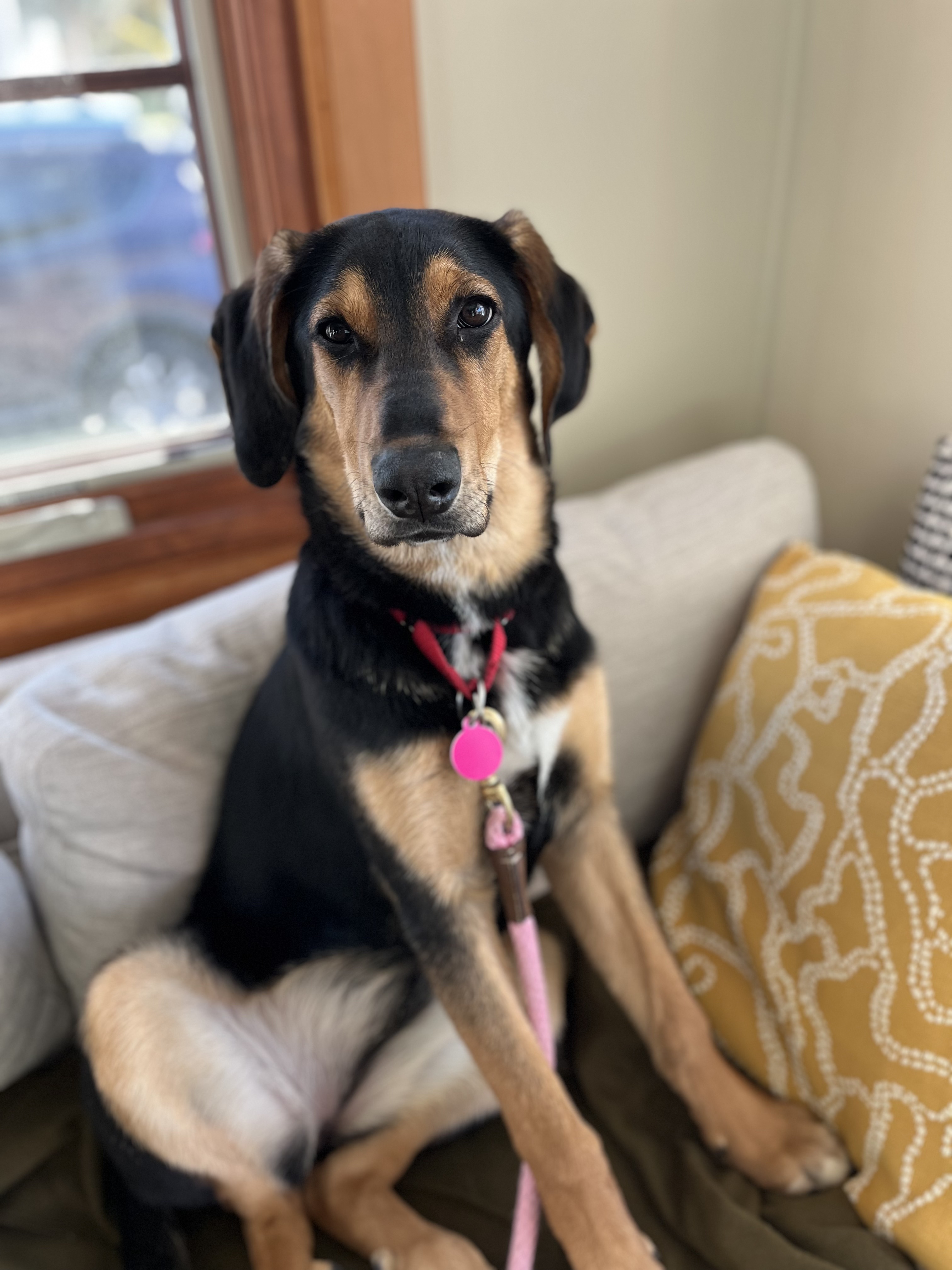 Picture of the Animal Listed