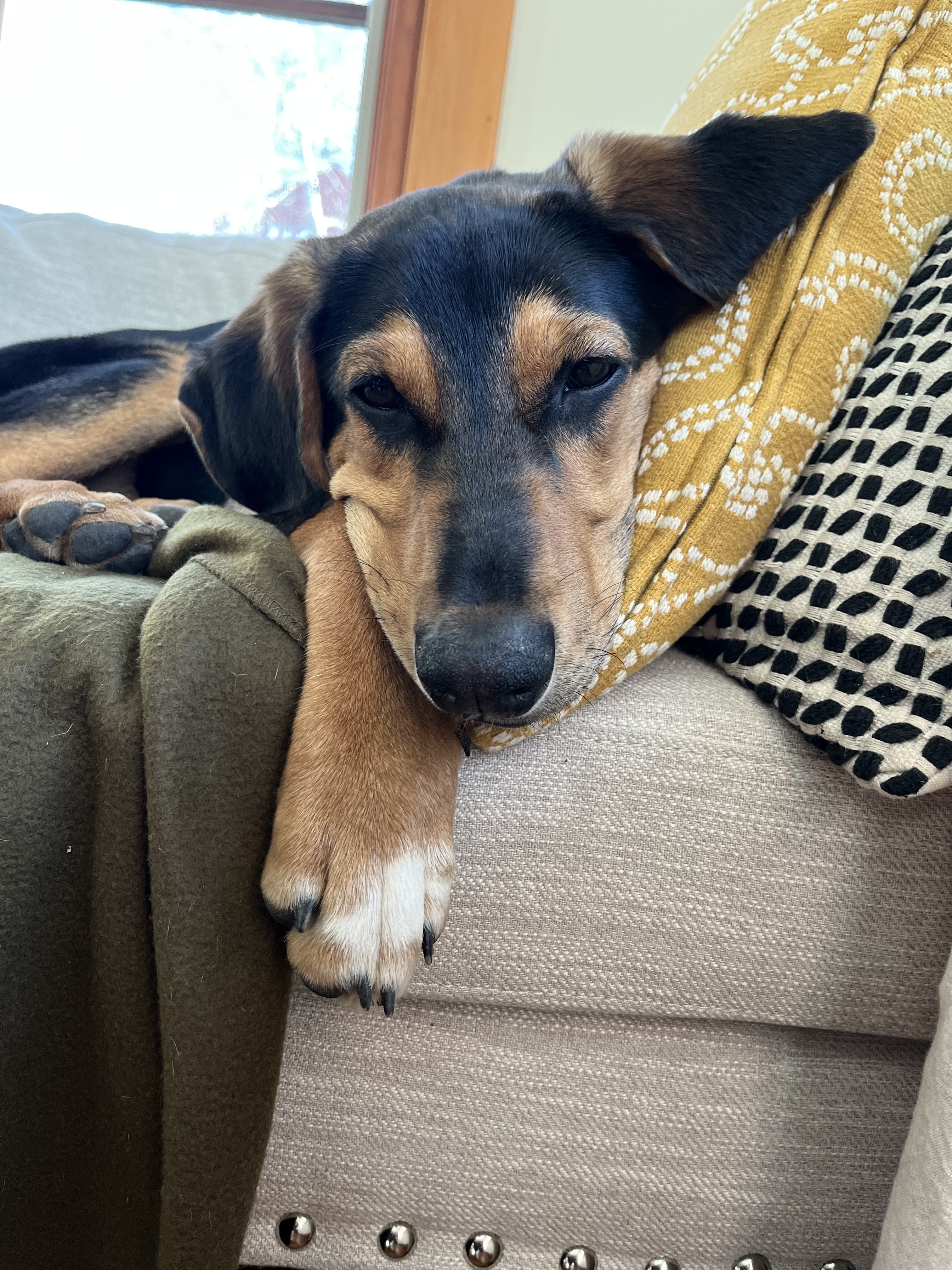 Picture of the Animal Listed