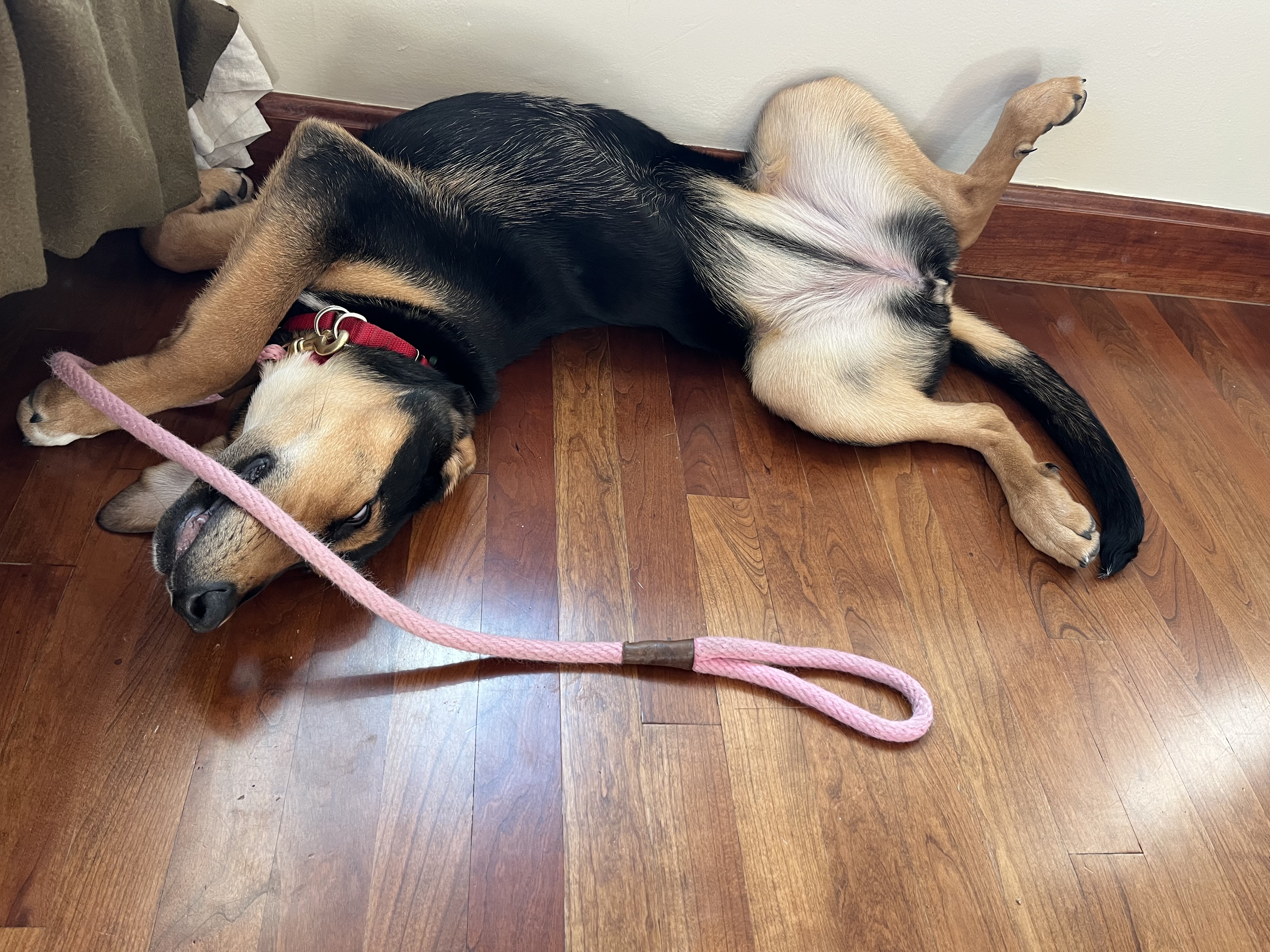 Picture of the Animal Listed