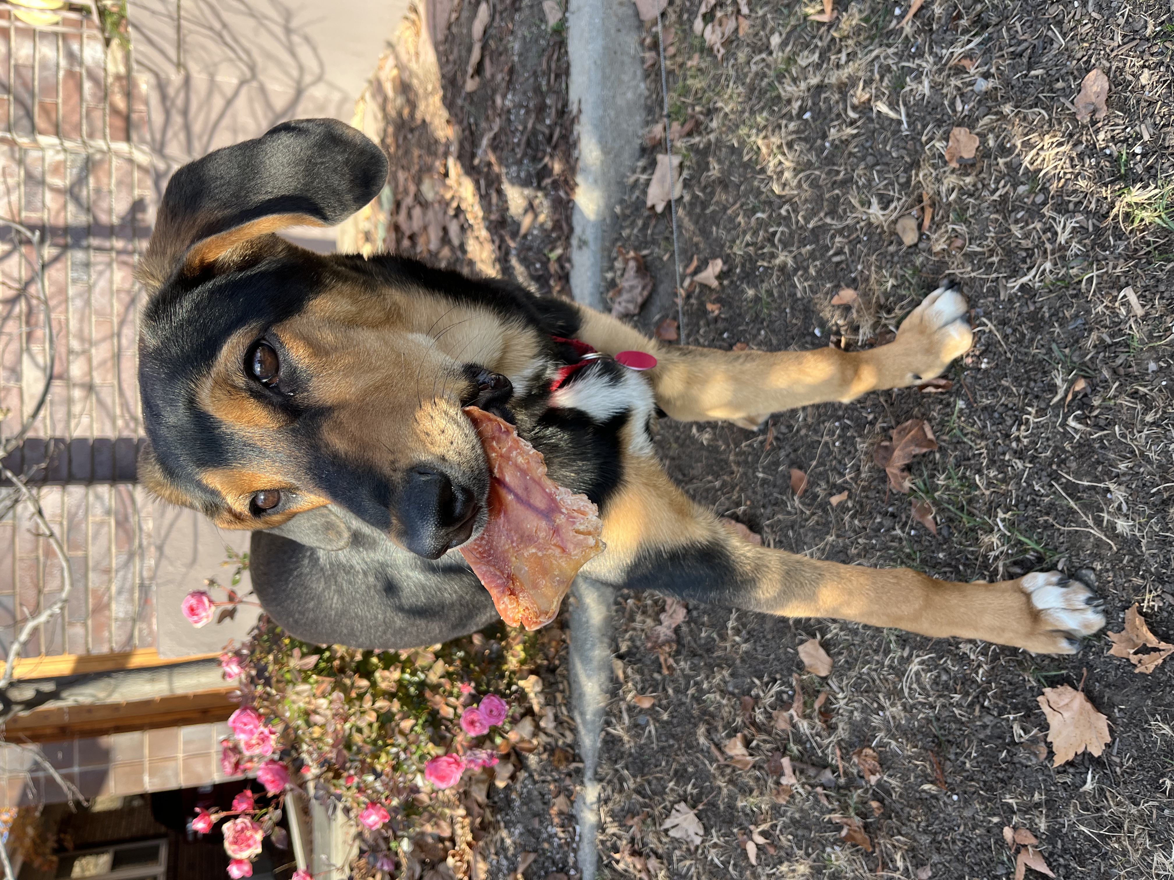 Picture of the Animal Listed