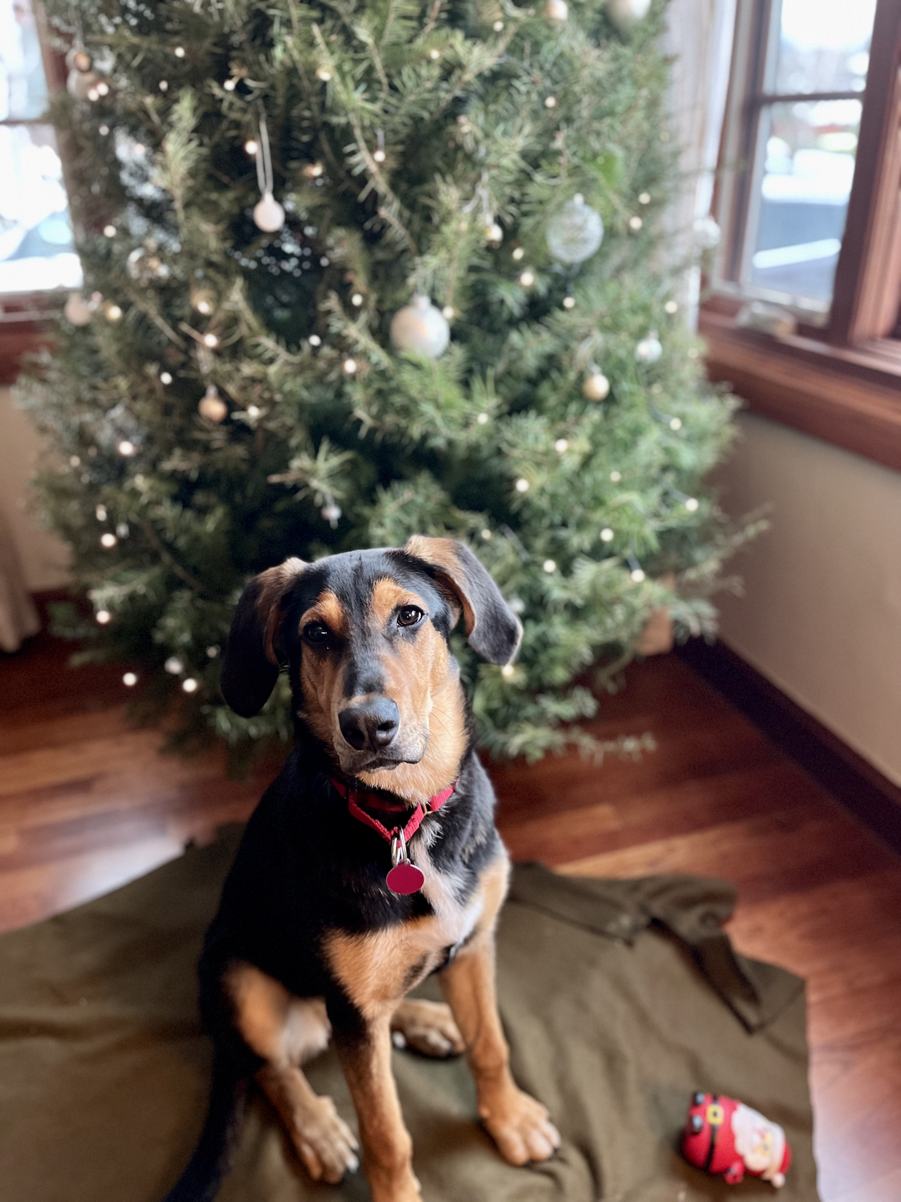 Picture of the Animal Listed