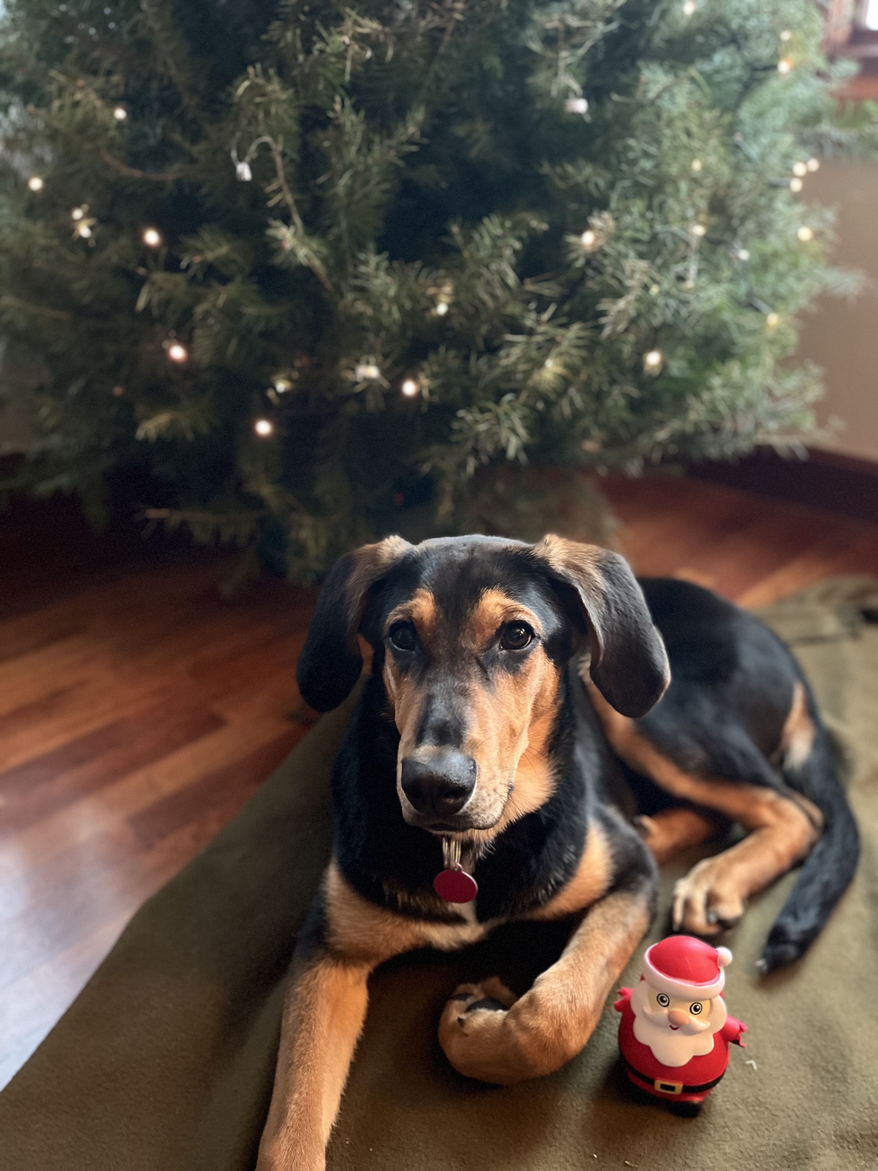 Picture of the Animal Listed