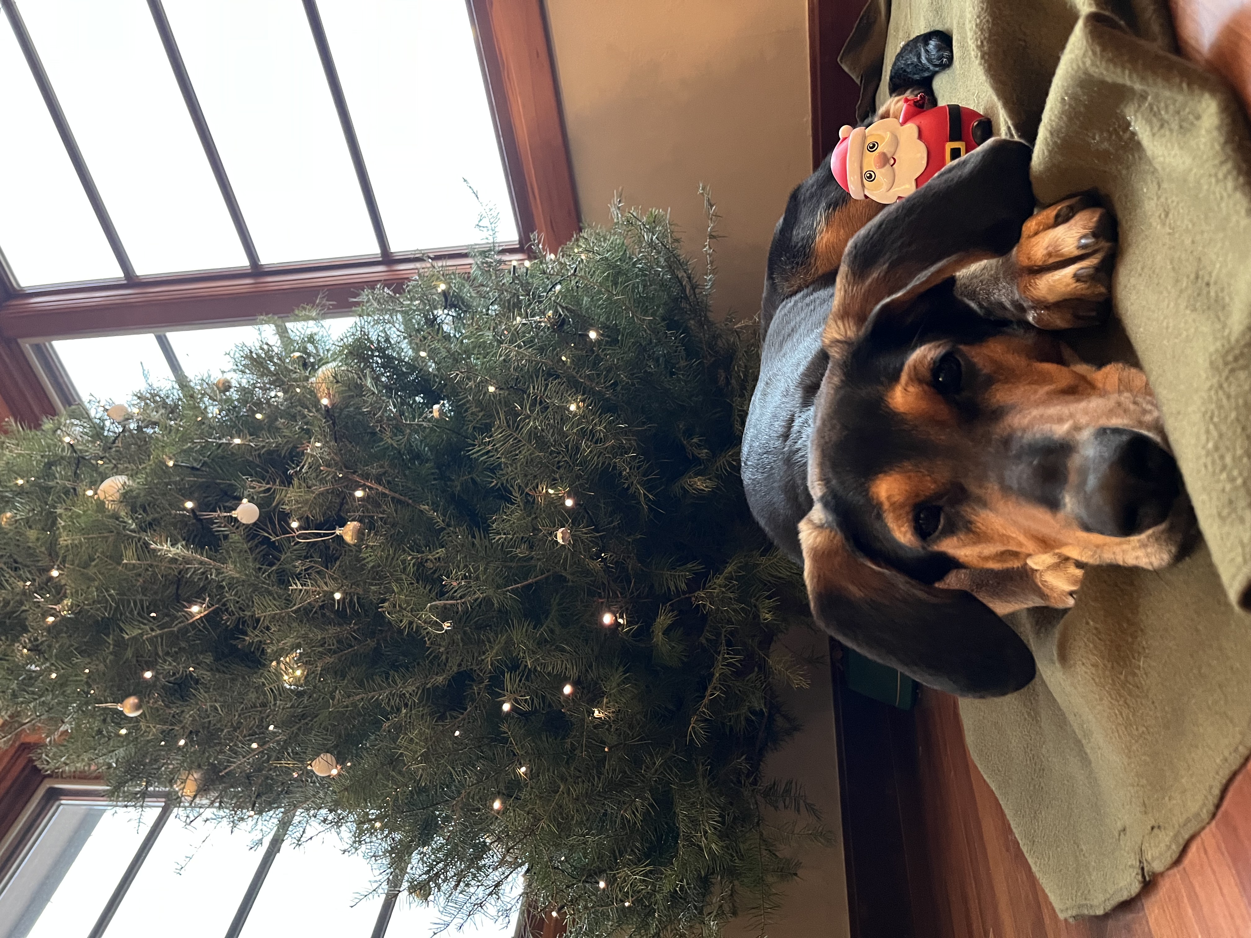 Picture of the Animal Listed