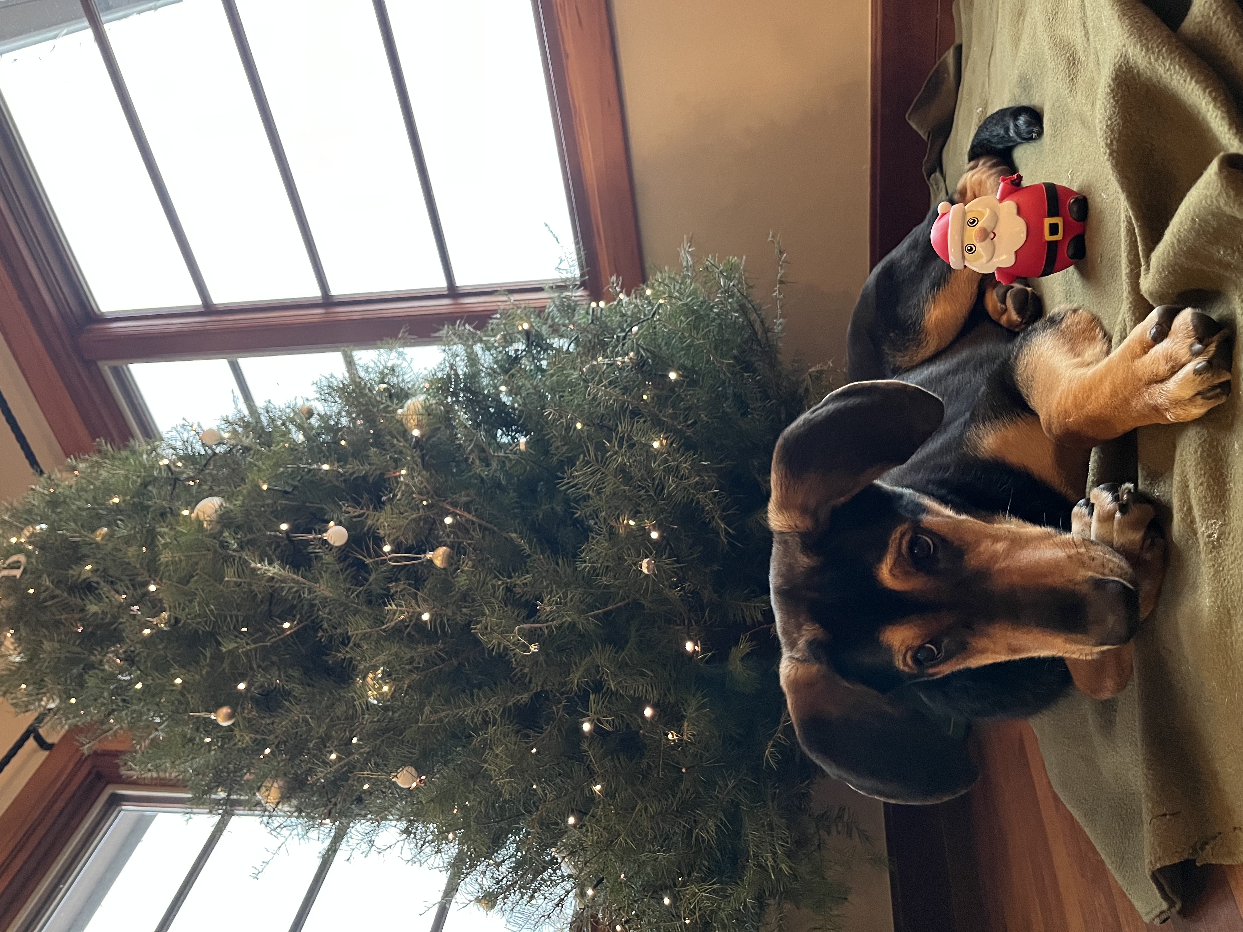 Picture of the Animal Listed