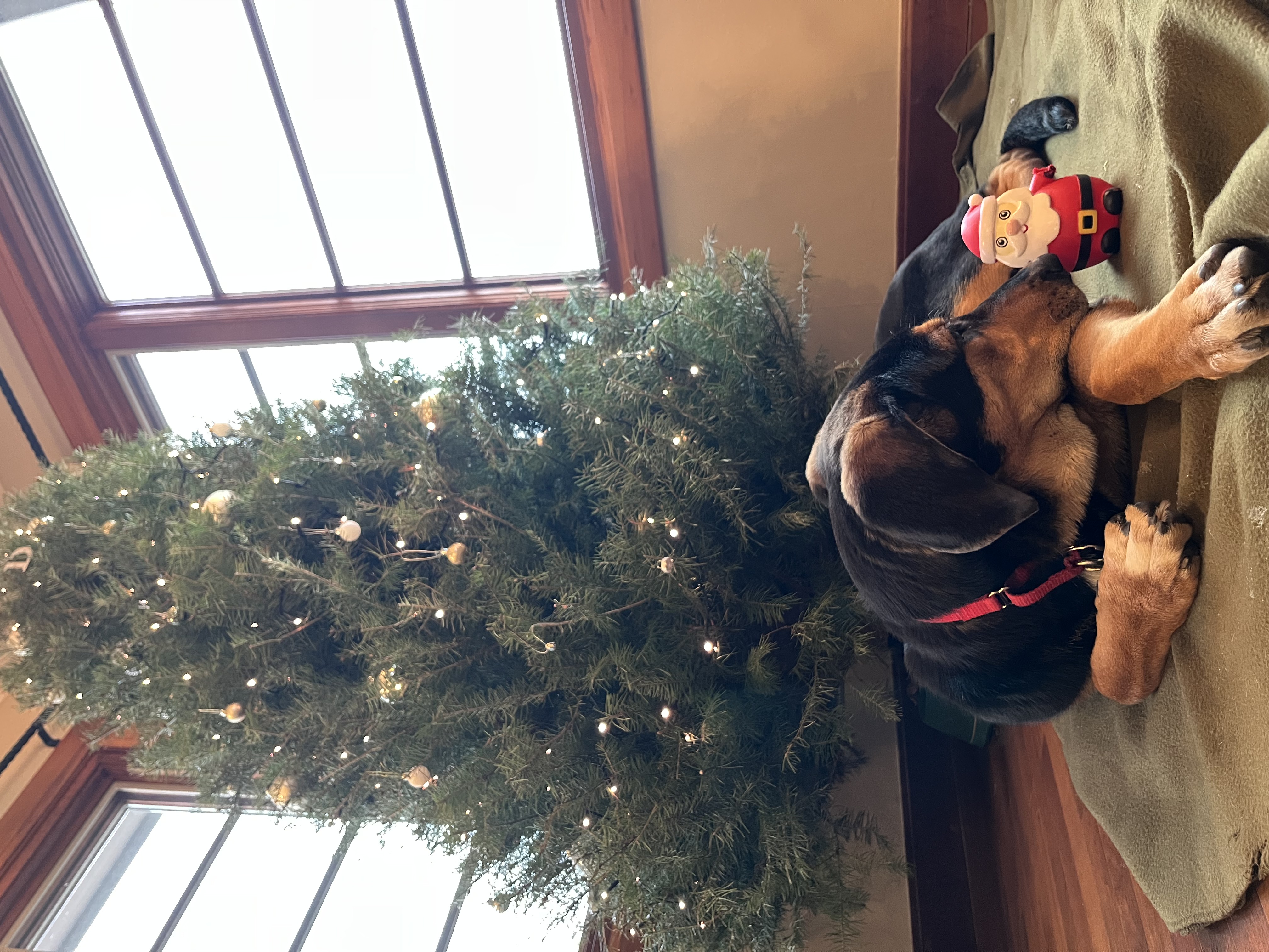 Picture of the Animal Listed