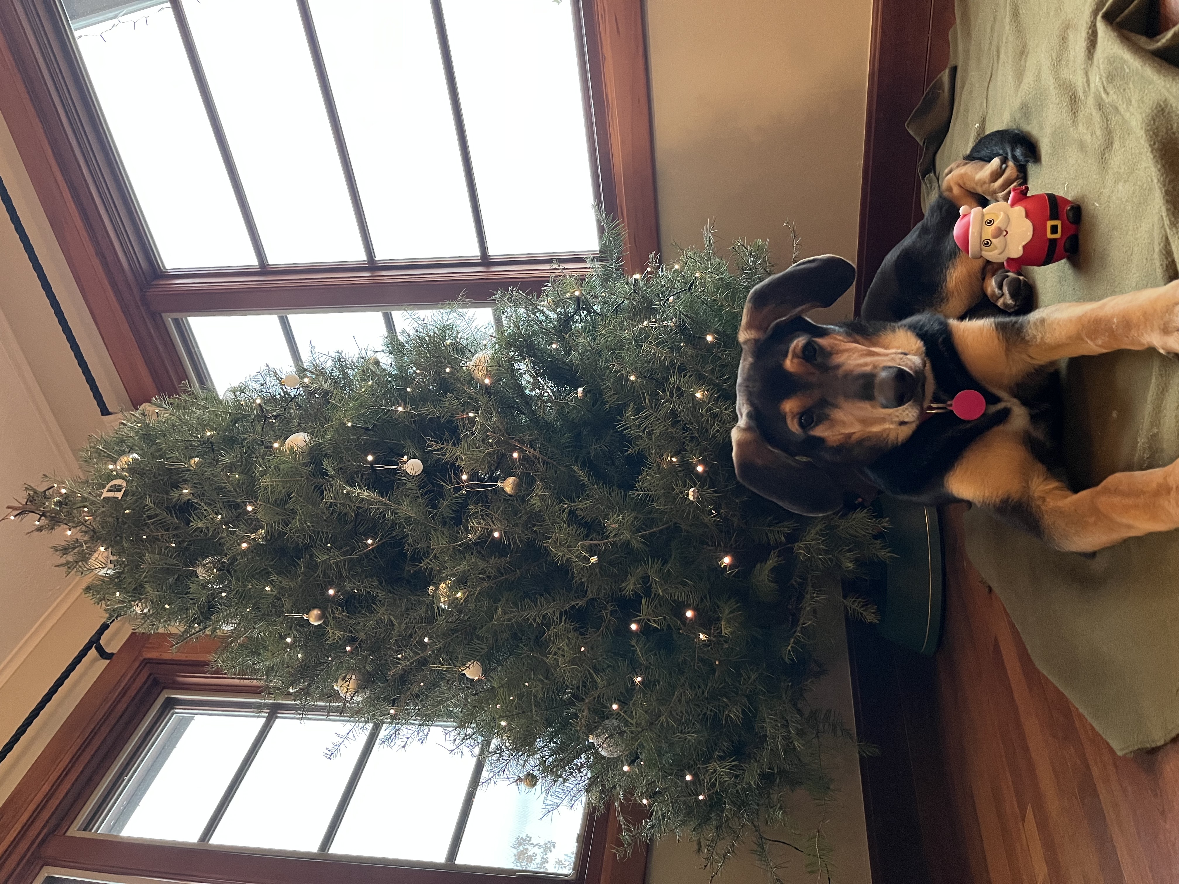 Picture of the Animal Listed