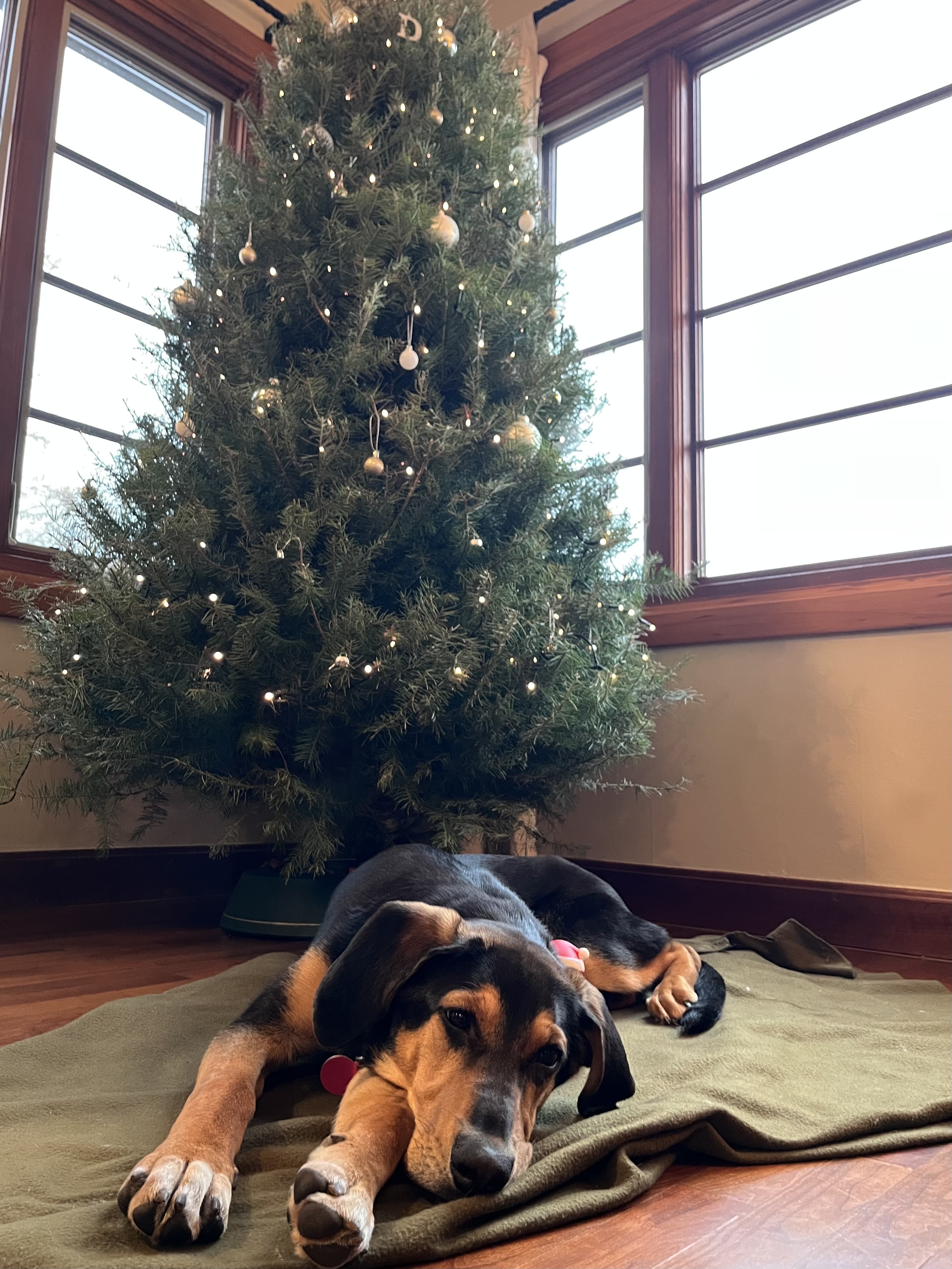 Picture of the Animal Listed