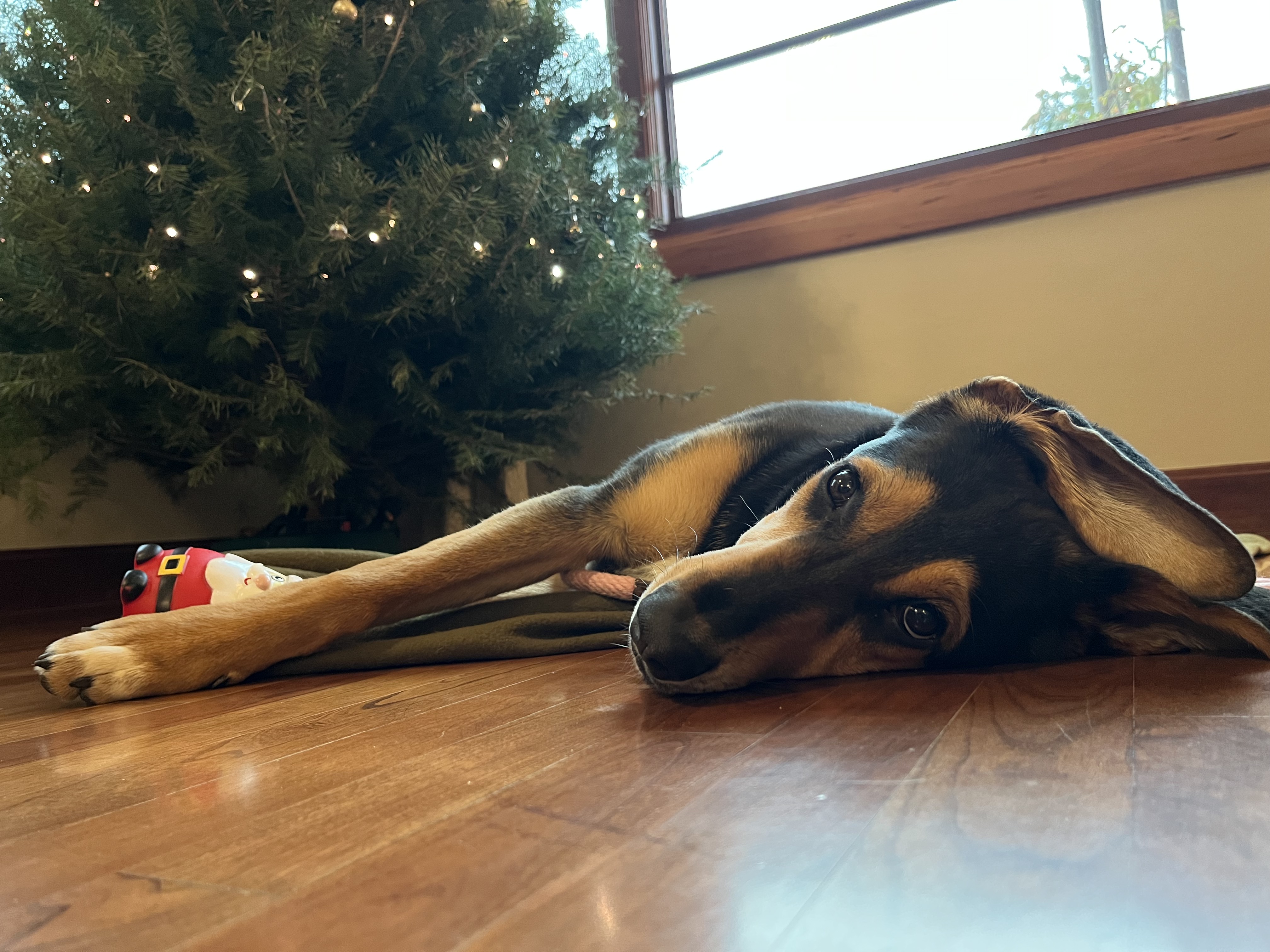 Picture of the Animal Listed