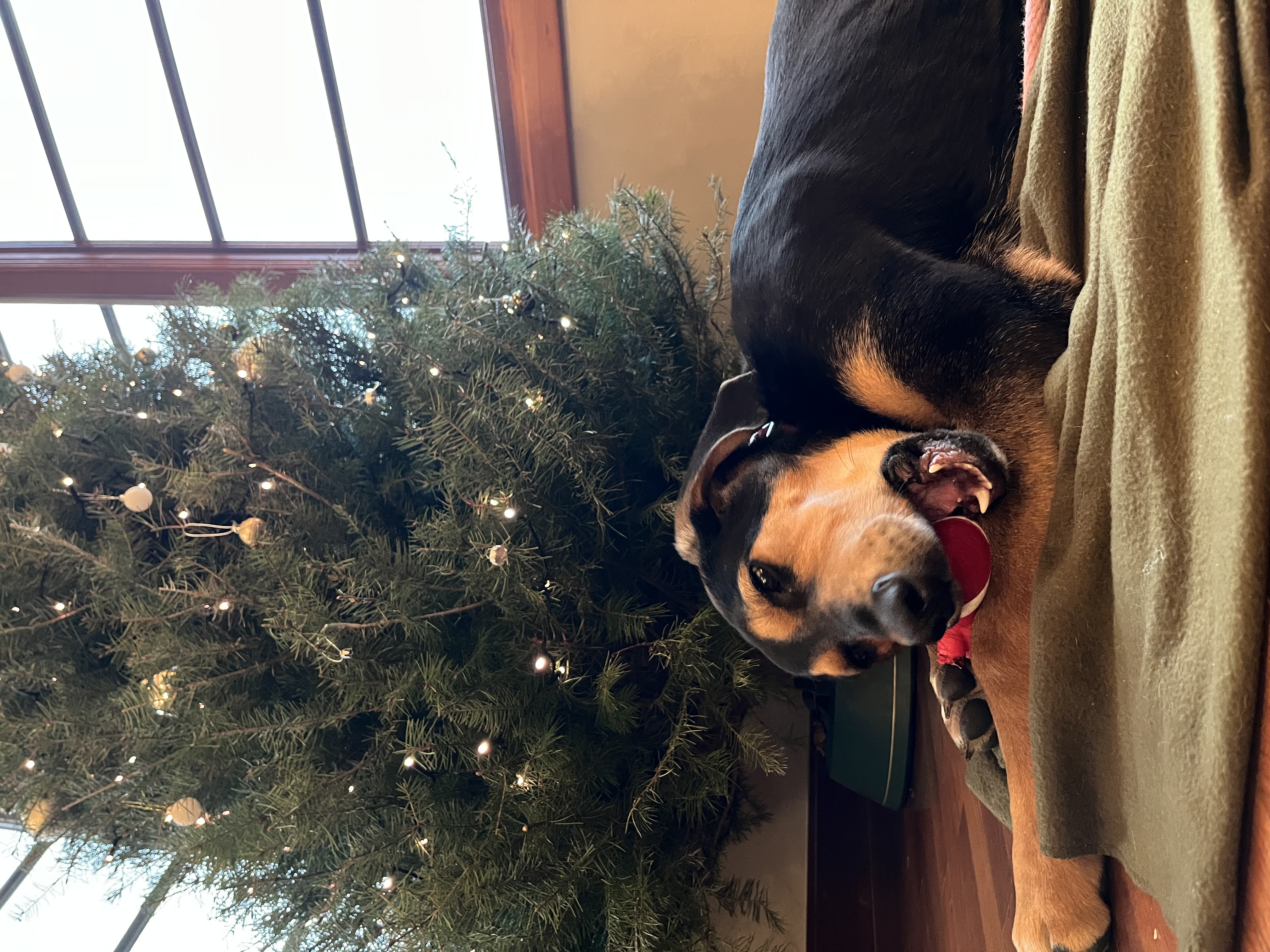 Picture of the Animal Listed