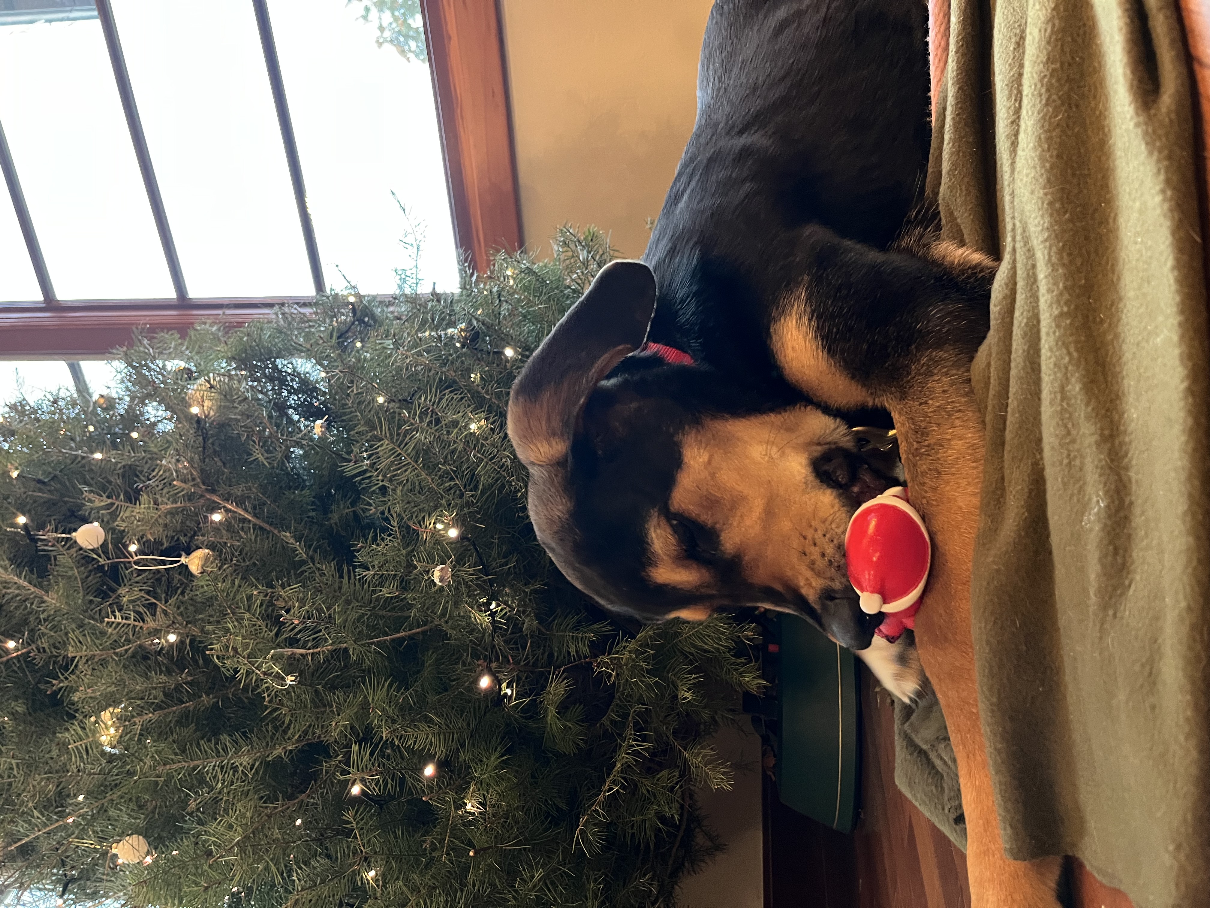 Picture of the Animal Listed