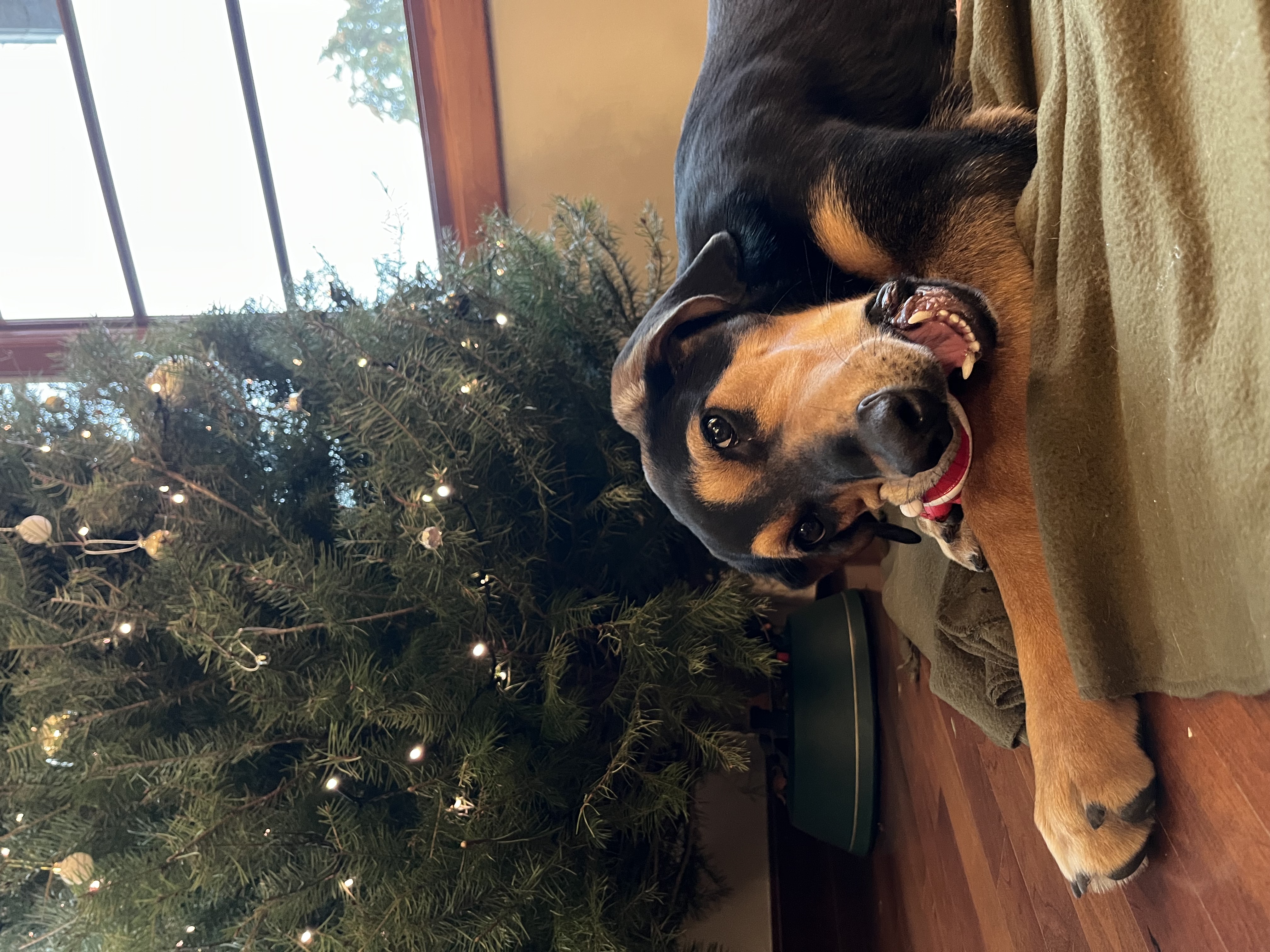 Picture of the Animal Listed