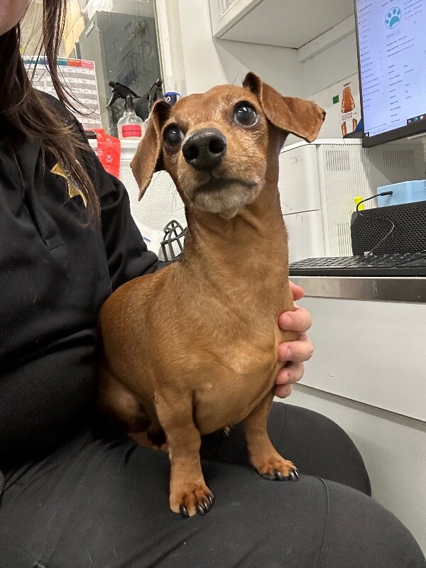 Picture of the Animal Listed