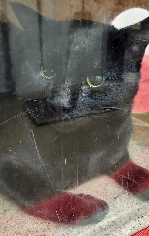 Picture of the Animal Listed