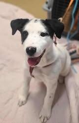 Picture of the Animal Listed