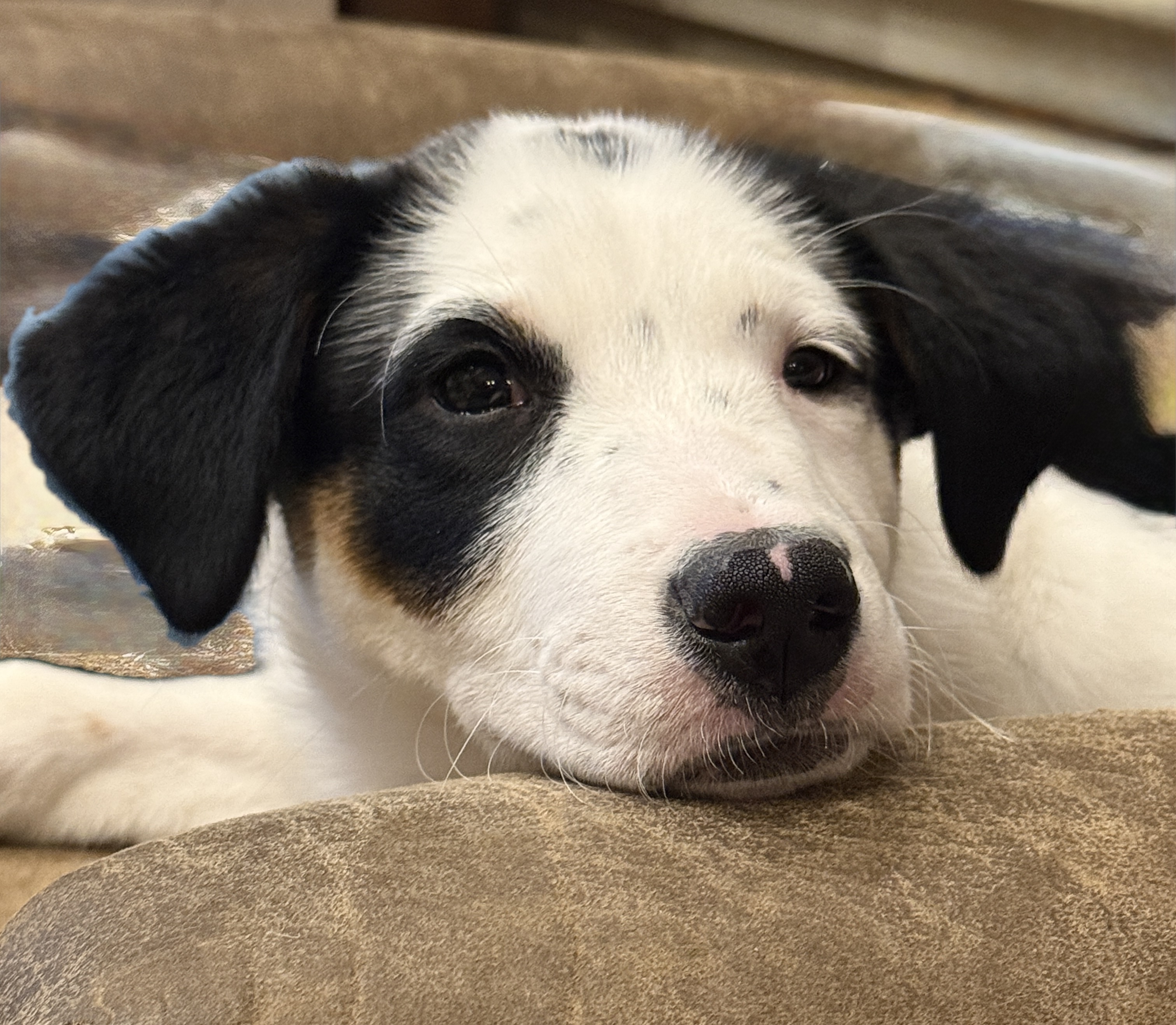 Picture of the Animal Listed