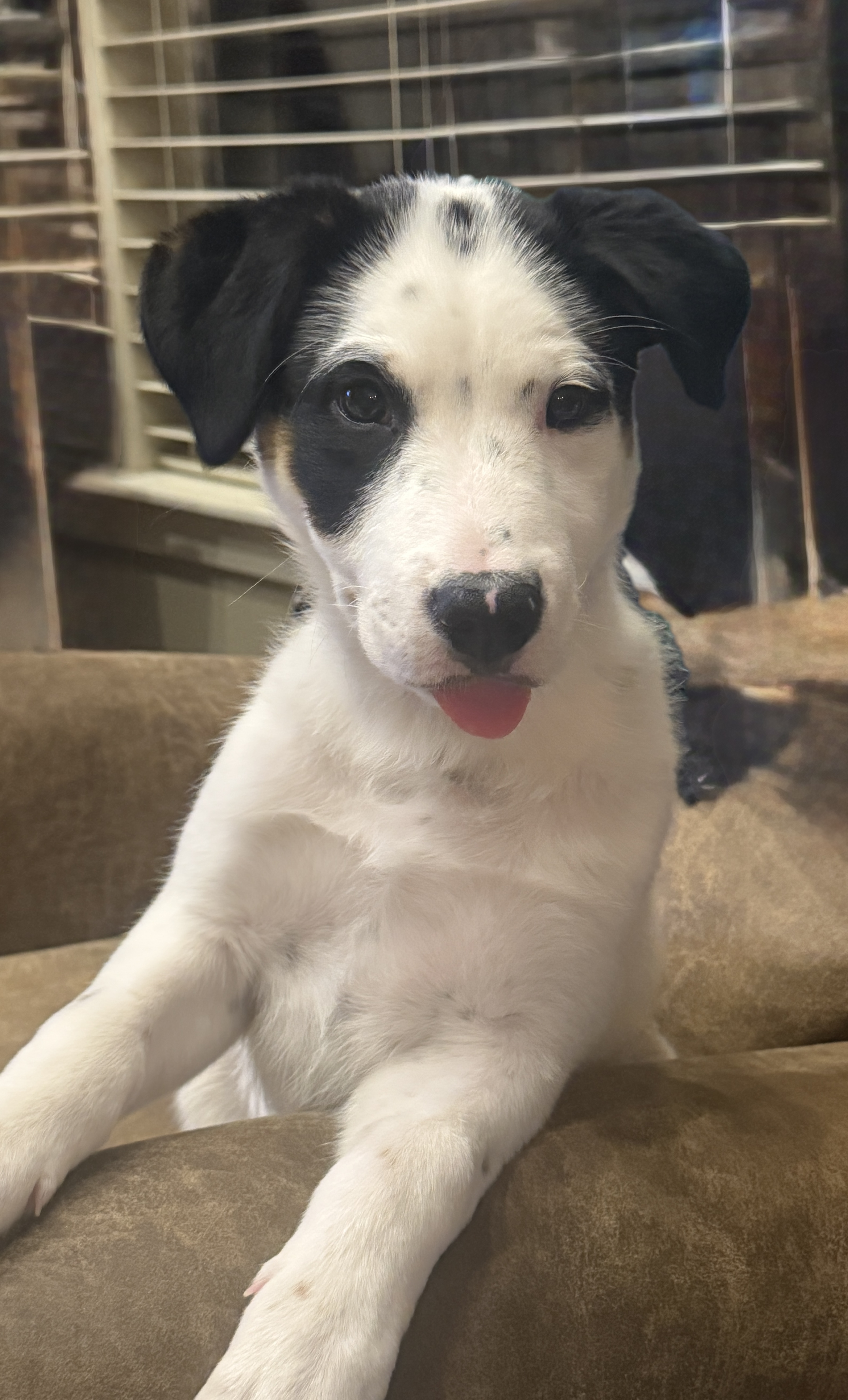 Picture of the Animal Listed