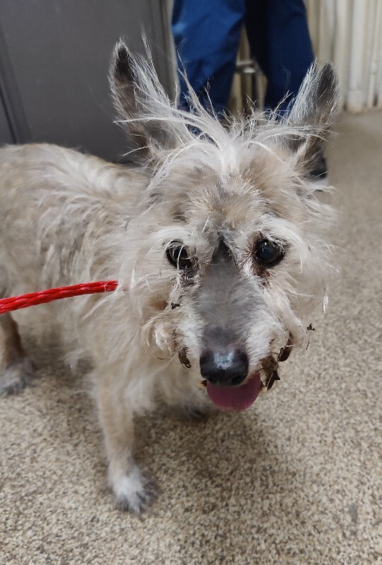 Picture of the Animal Listed