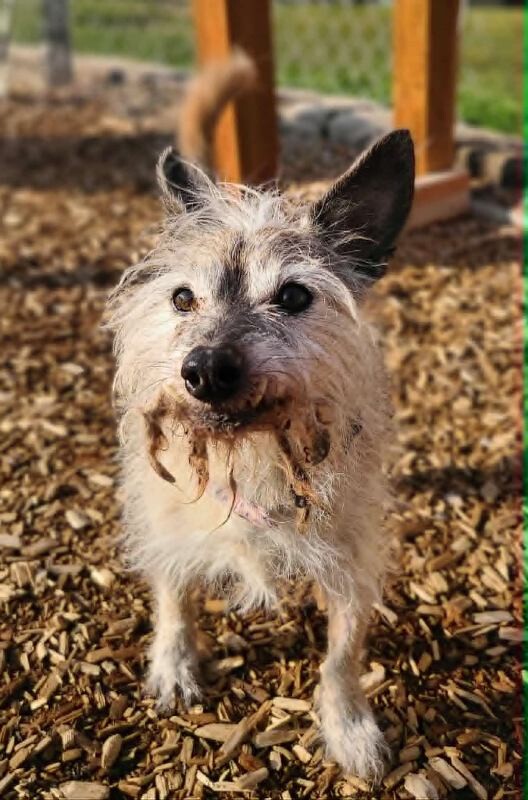 Picture of the Animal Listed