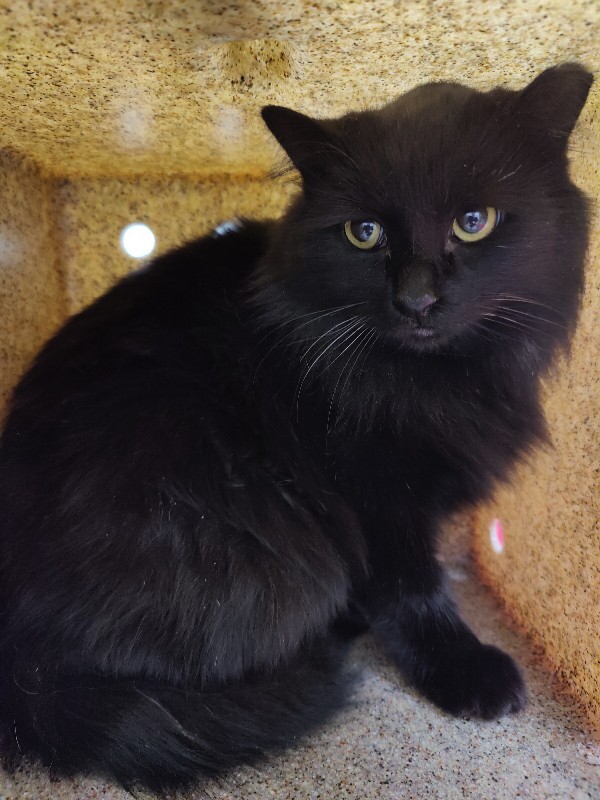 Picture of the Animal Listed