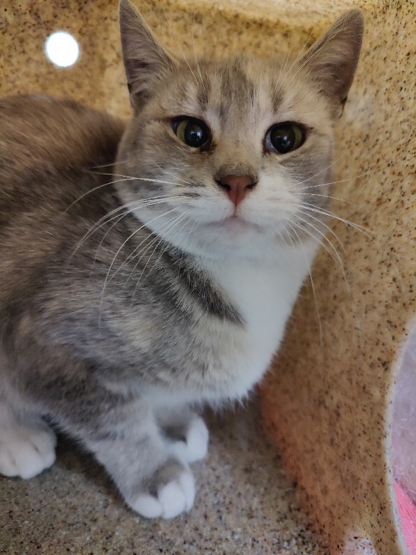 Picture of the Animal Listed