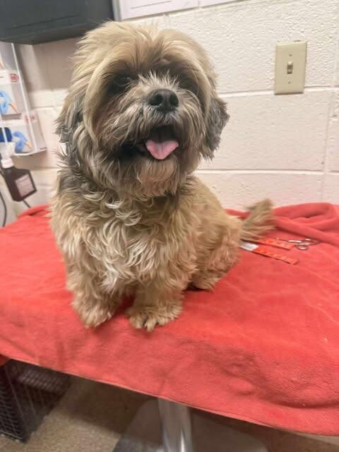 Picture of the Animal Listed