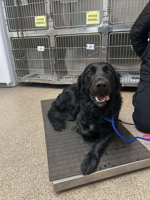 Picture of the Animal Listed