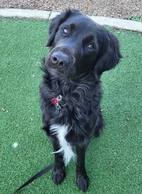 Picture of the Animal Listed