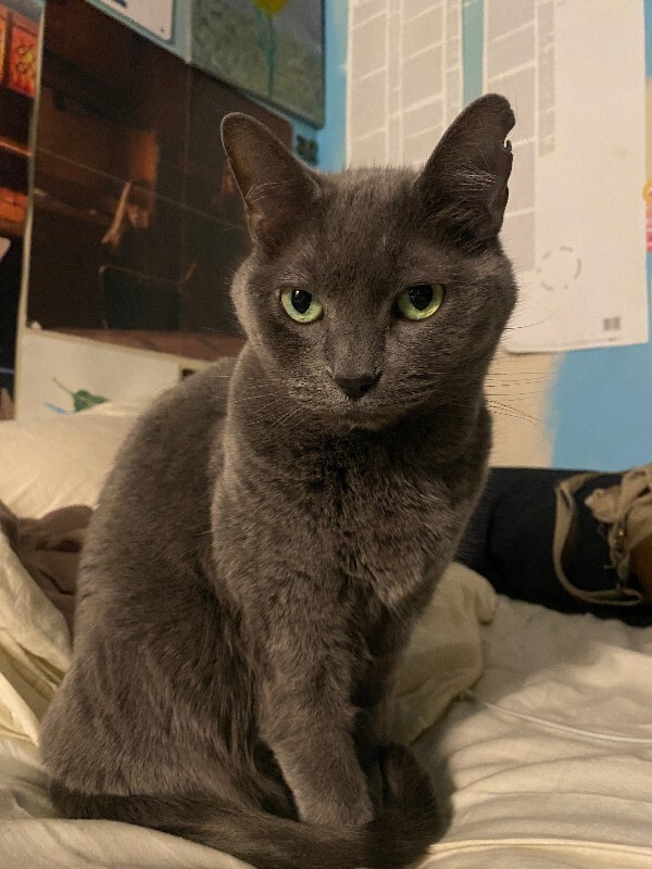 Picture of the Animal Listed