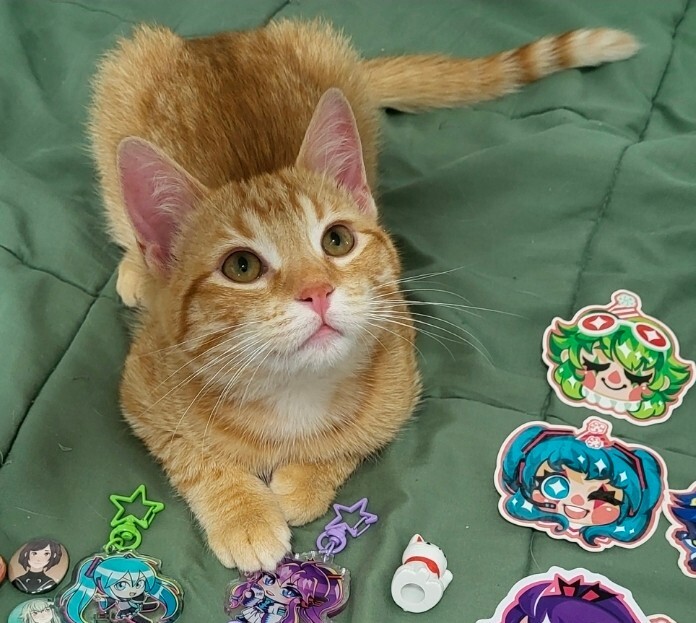 Picture of the Animal Listed